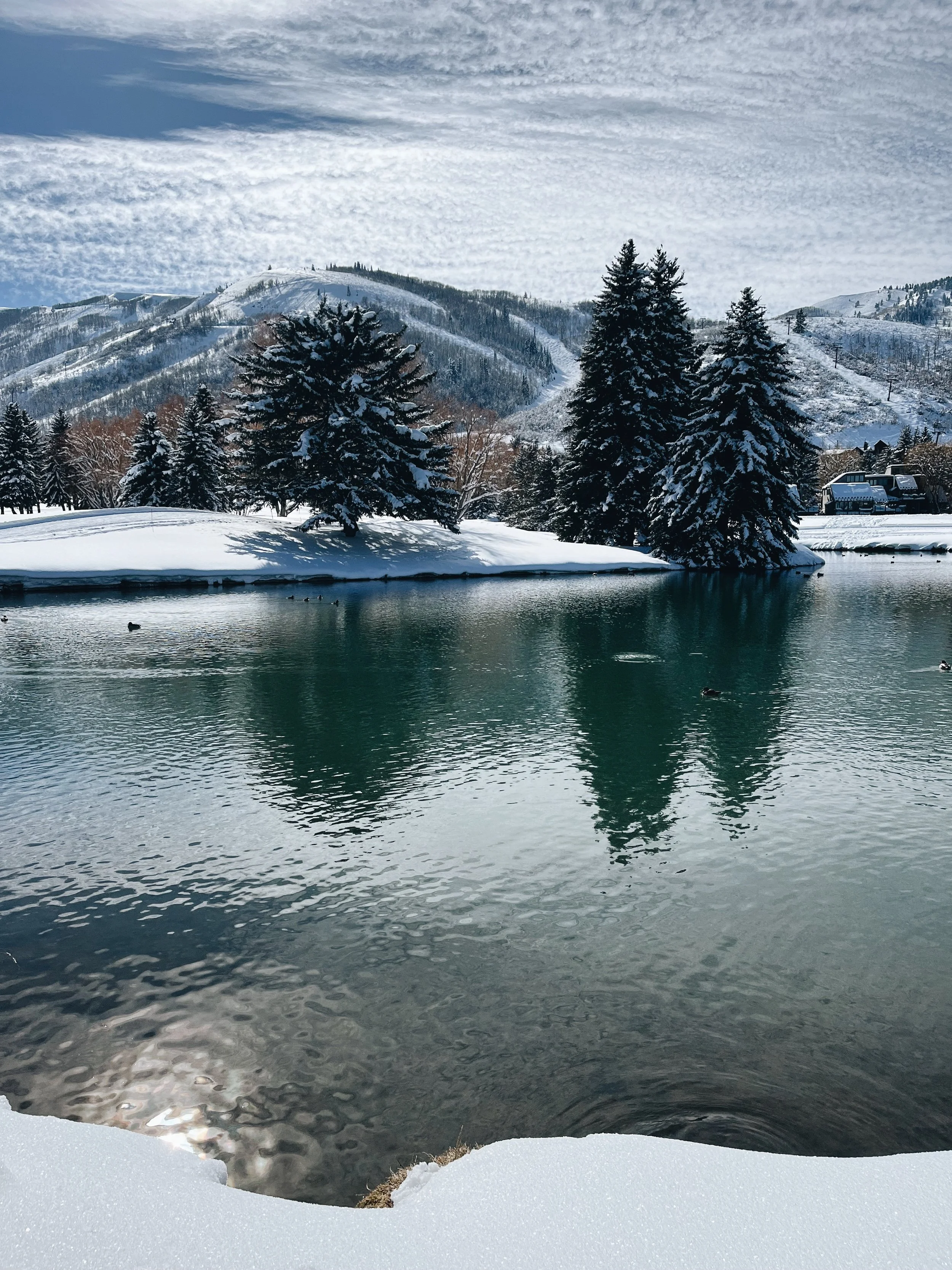 The Duck Pond Holds The Shimmering