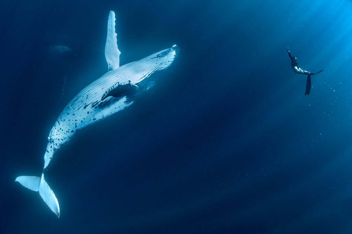 North Atlantic Ocean - June 9, 2019 Happy World Oceans Day. Blue whales are the gentle giants of our oceans and have been hunted for many years for their baleen, oil and meat. However it has been discovered that they have a highly convulated cerebral cortex and exhibit a range of complex emotions from joy, fear, frustration, anger to self-awareness.
