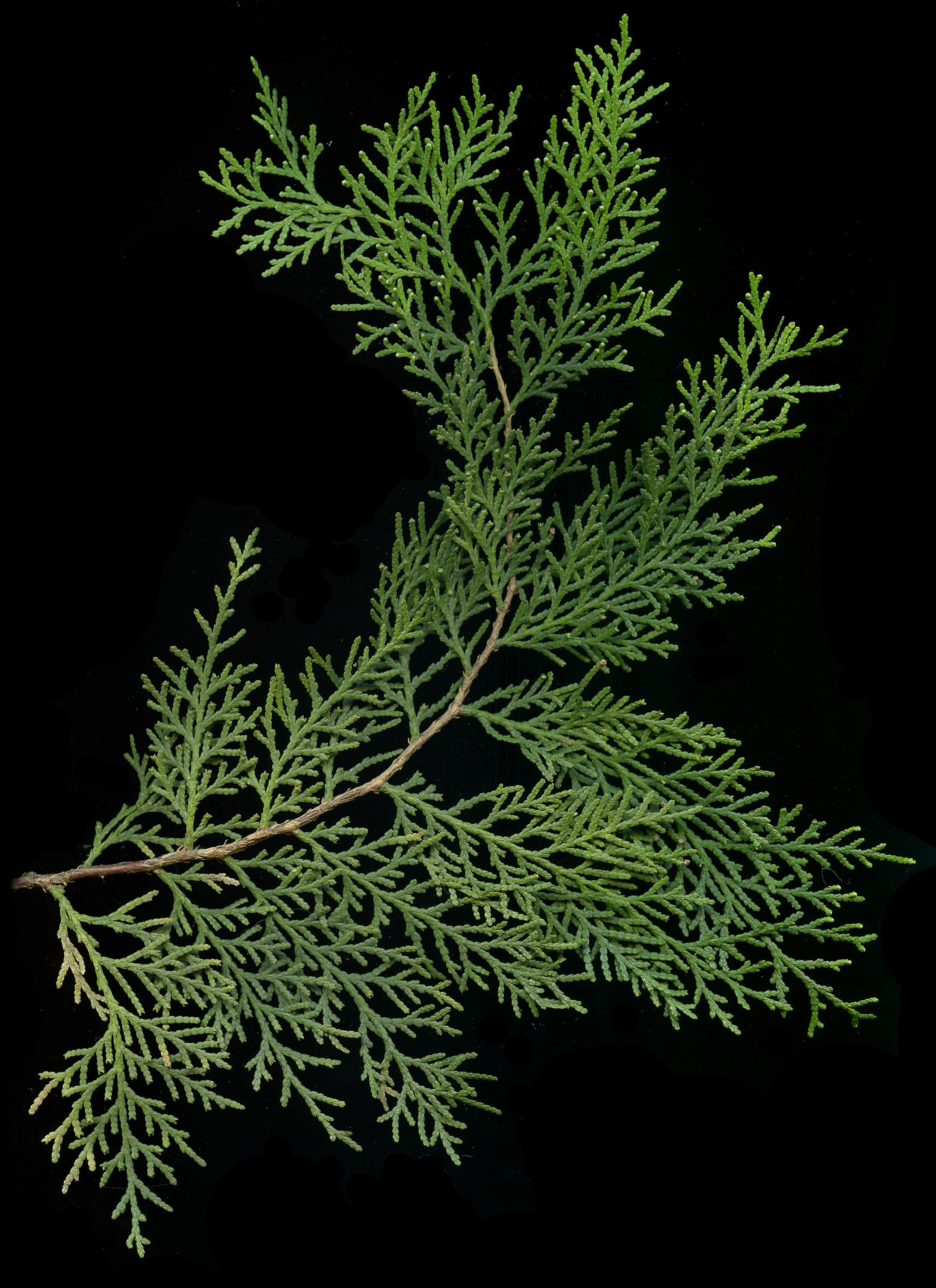 fern-clean.jpg