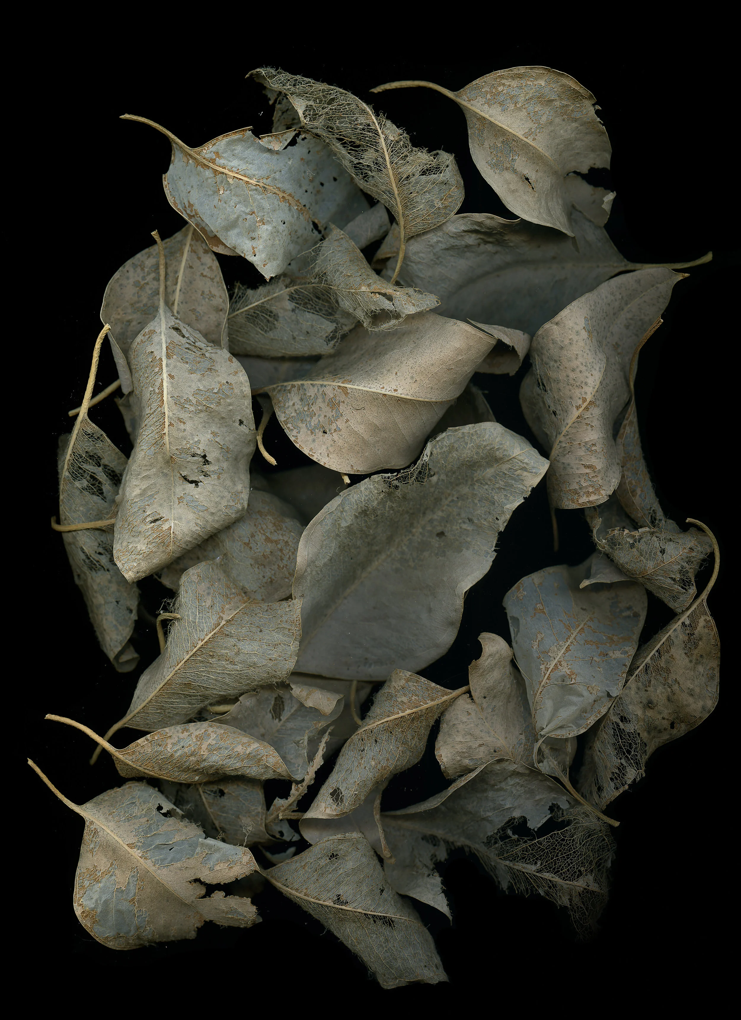 grey-leaves-edit.jpg