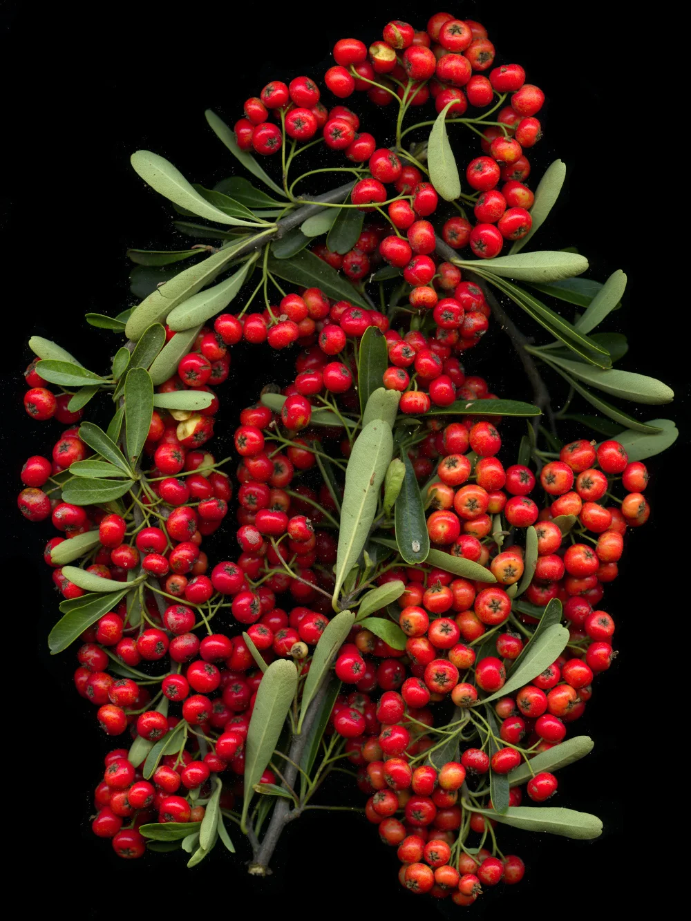 berries-clean.jpg