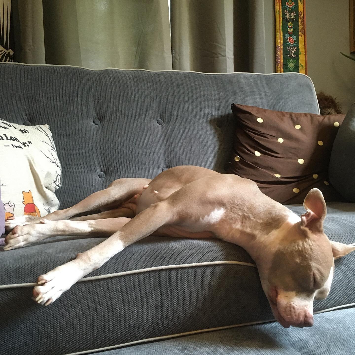 There&rsquo;s a new dog on my therapy couch! Her name is Starling. She&rsquo;s pretty shy while she gets to know you. No surprise due to her trauma history: she was thrown from a moving vehicle in Texas, and found starving and unable to walk on the s