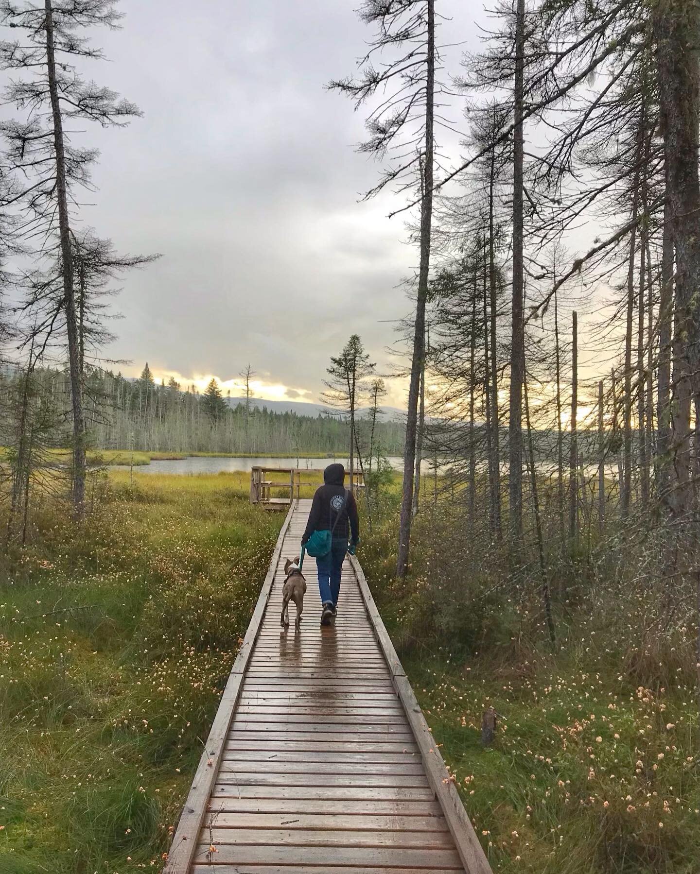 For good mental health, we must find the places where thoughts can become quieter. For me, it&rsquo;s nature and meditation. Where does your mind rest? 
.
.
.
#ohheyanxiety #maybeeverythingisokay #therapydog #rescuedog #morepeacelessstress 
#compassi