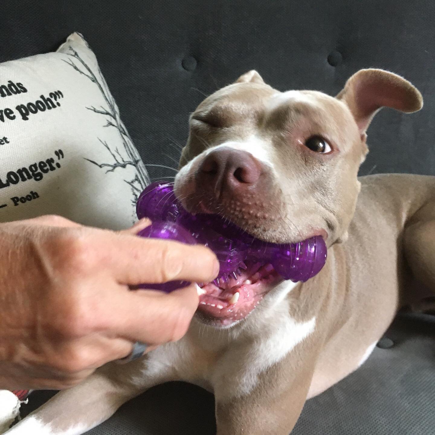 Starling got a gift from a client! What&rsquo;s YOUR favorite fidget toy??
.
.
.
.
#ohheyanxiety #imnotanxiousyoureanxious #fidgettoys #maybeeverythingisokay #morepeacelessstress  #nowandnextcounseling #psychotherapy
#rescuedog #therapydog #inviteanx
