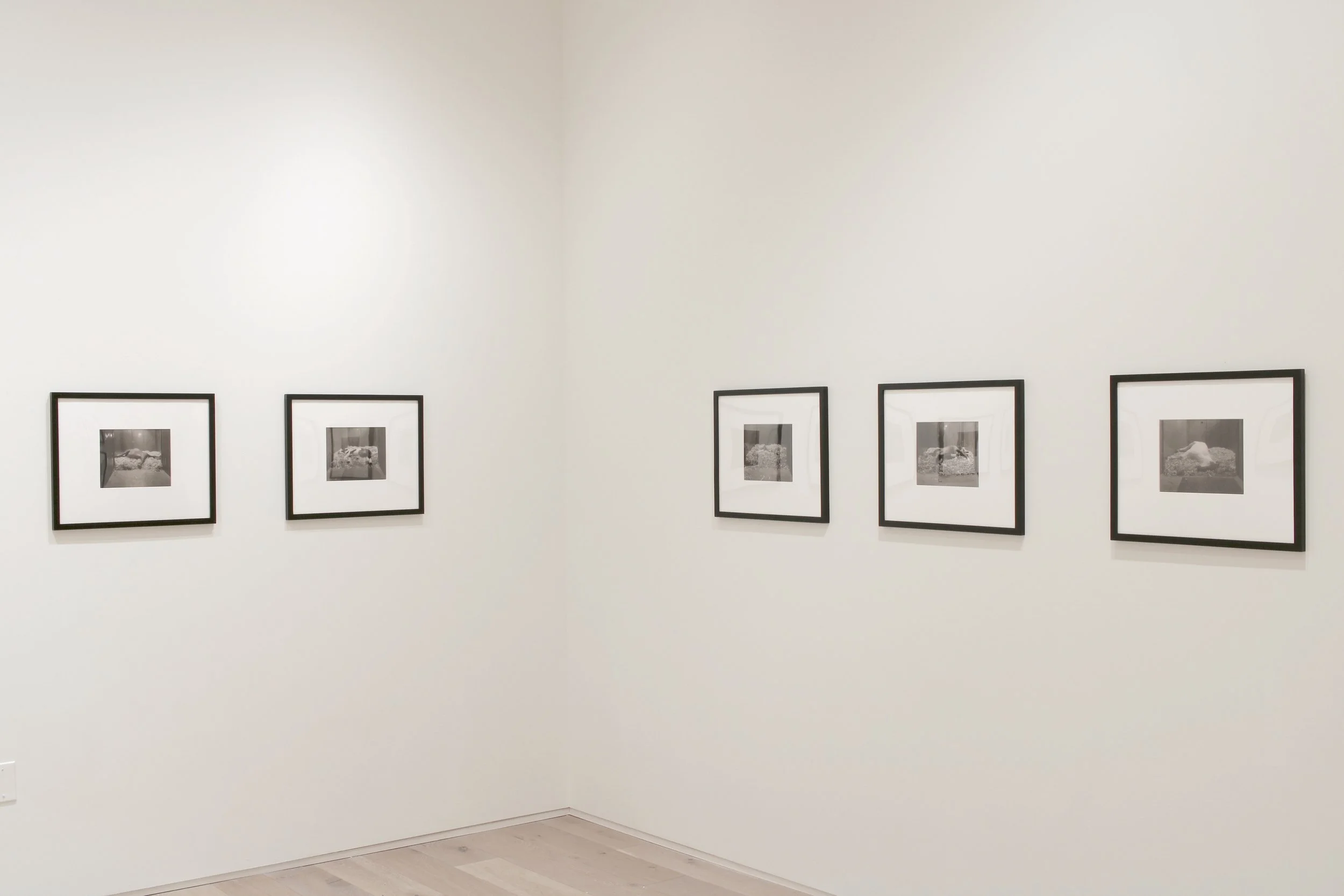 Theatrum Equorum by Andrea Modica