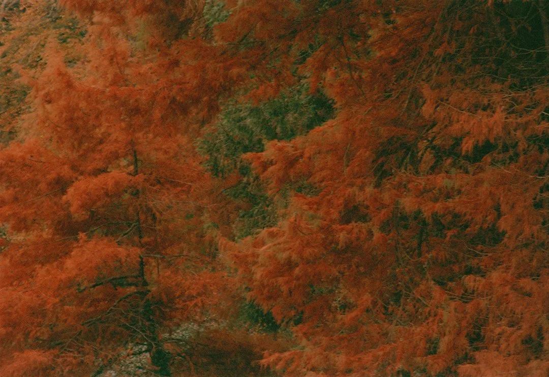 The Garden — A group exhibition