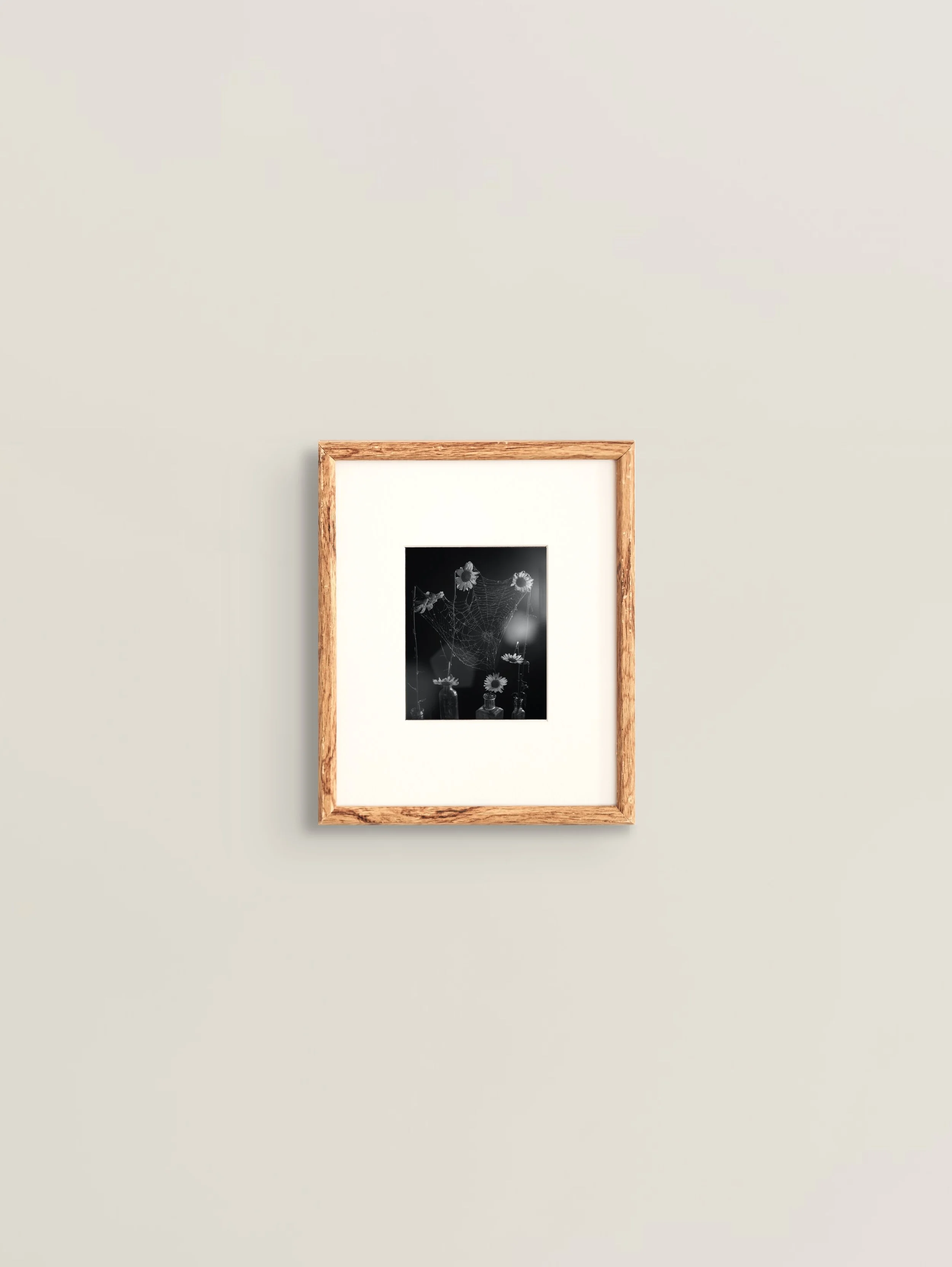 Pia Guilmoth, Web #7 (2024)