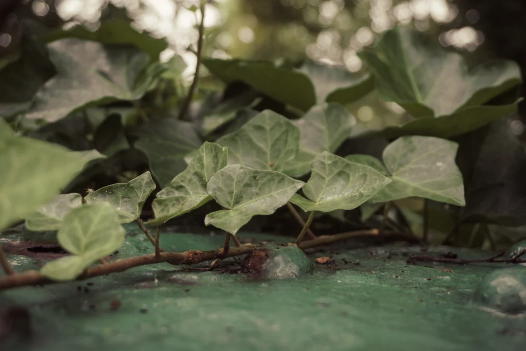 Growing Over