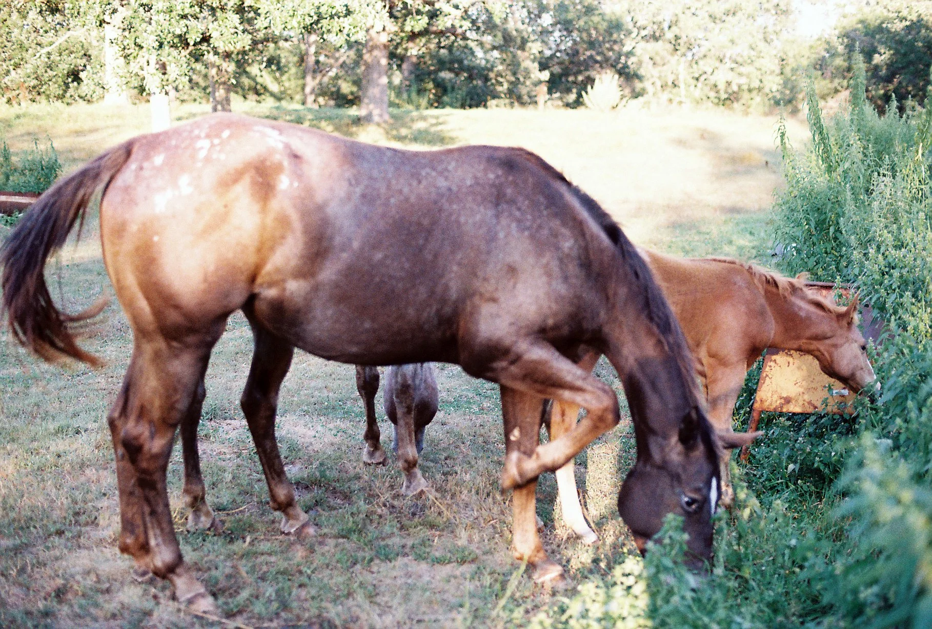 minnep1-15.JPG