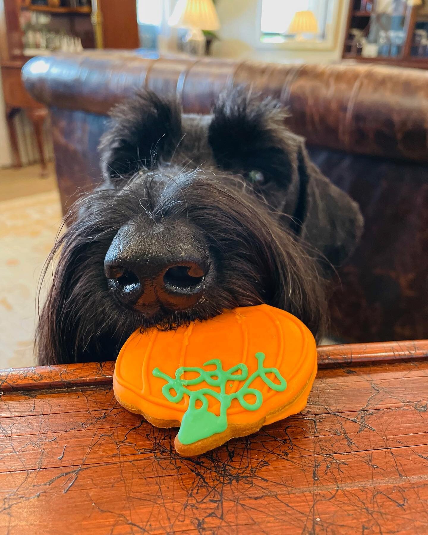 Hi! Jackson here, just wanted to remind everyone it&rsquo;s Halloween tomorrow and I&rsquo;ll be accepting all the 🎃 treats &hellip; thanks in advance 🫶🏻