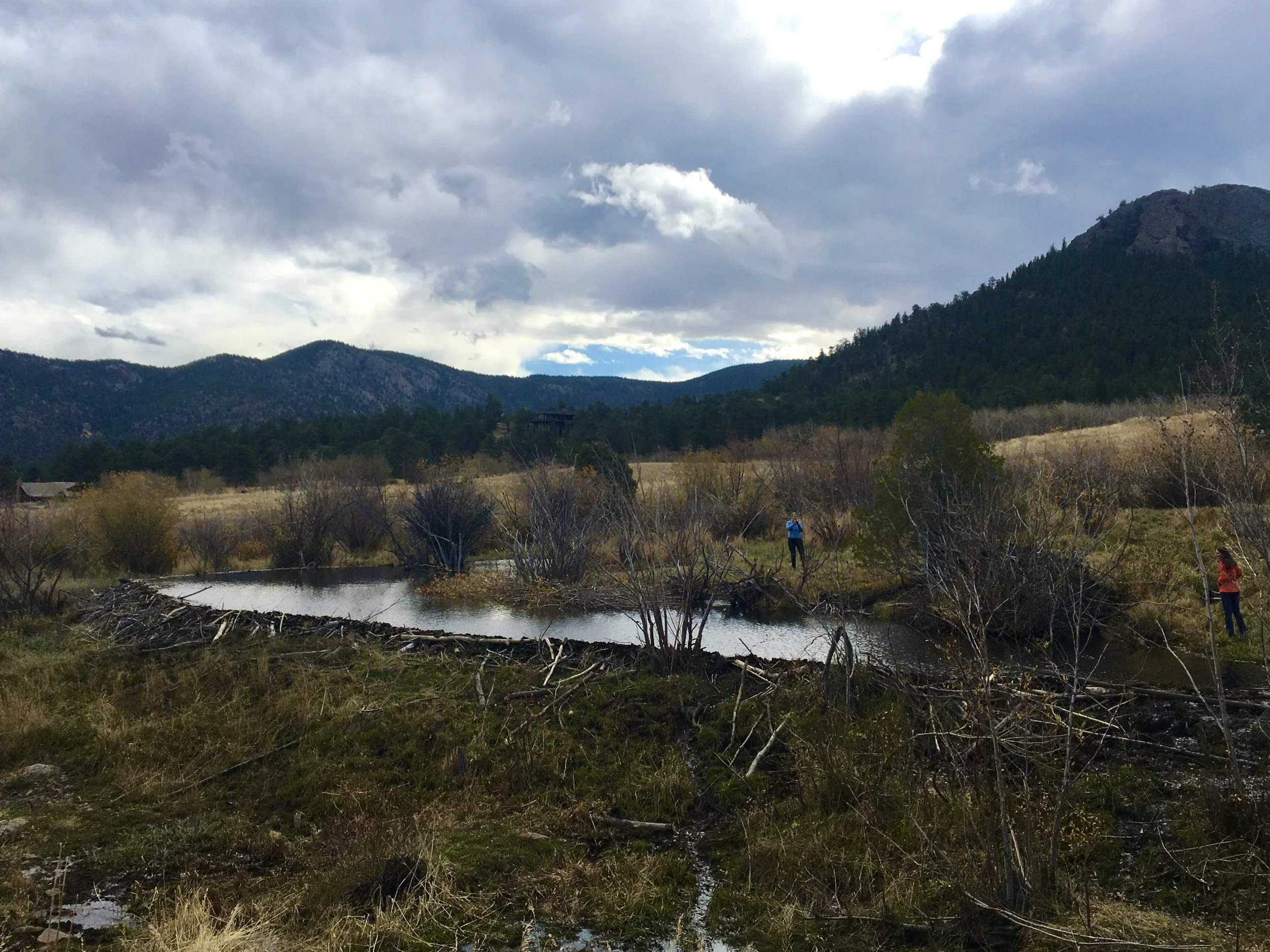 When in drought, call the beavers