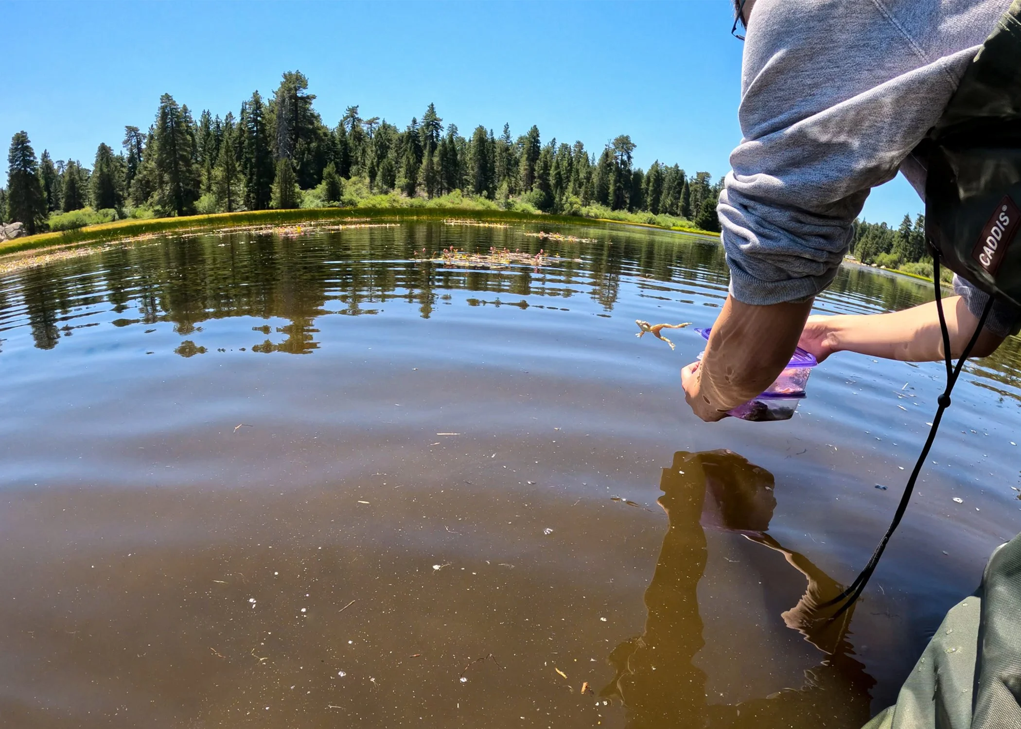 Mountain Yellow-legged Frogs