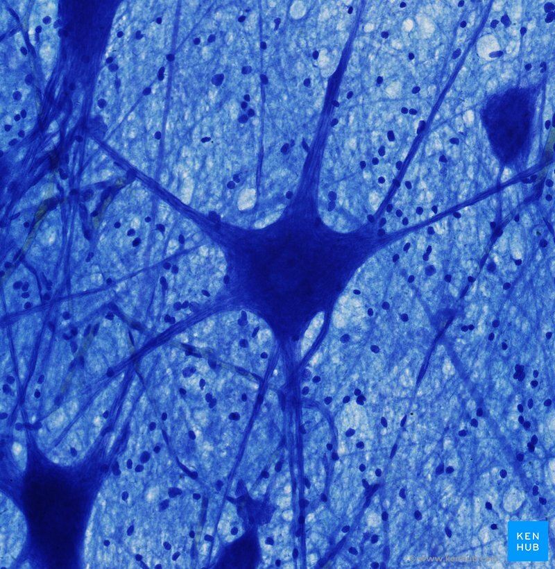 Neuron.png.jpeg