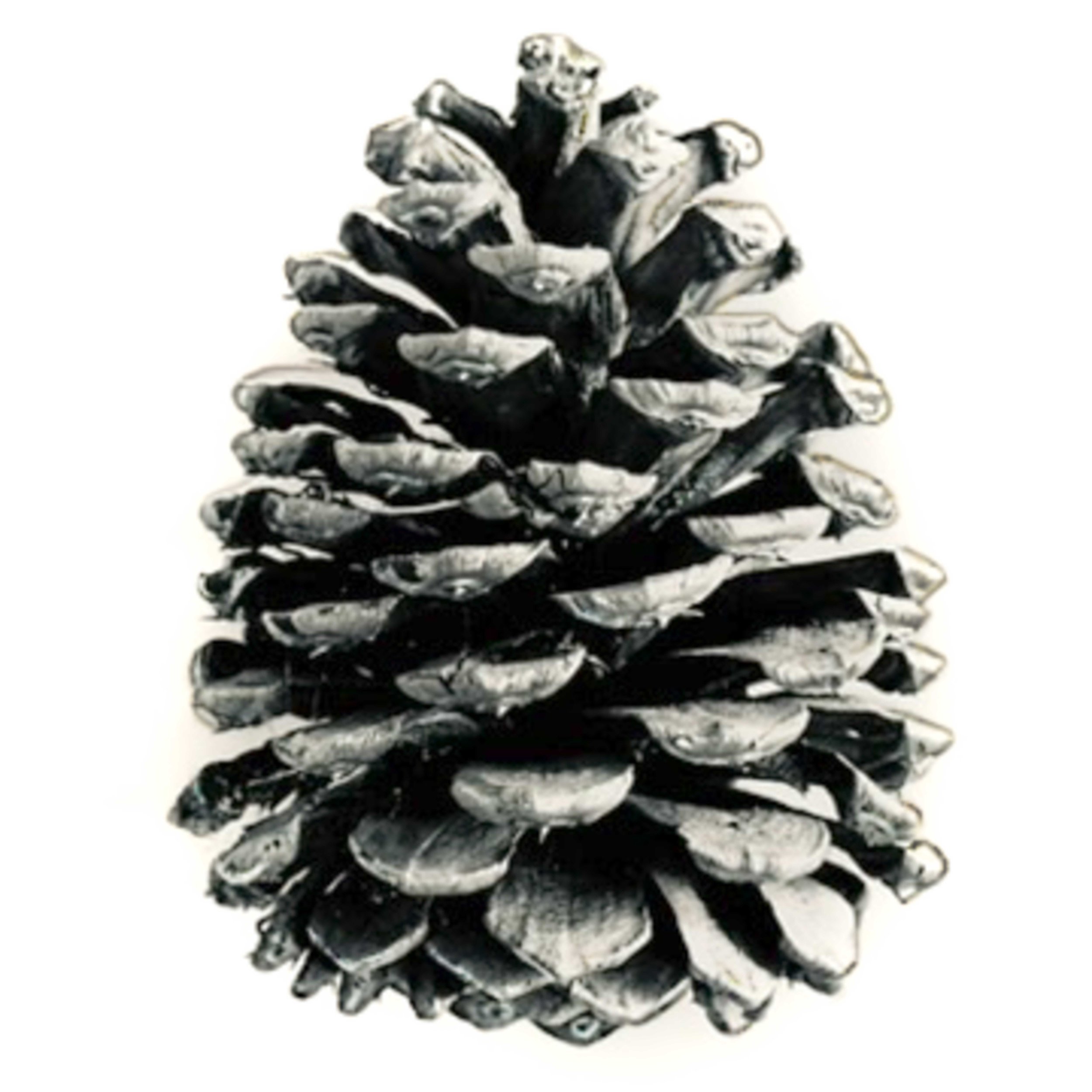 The Pine Cone: a study of hope for the future