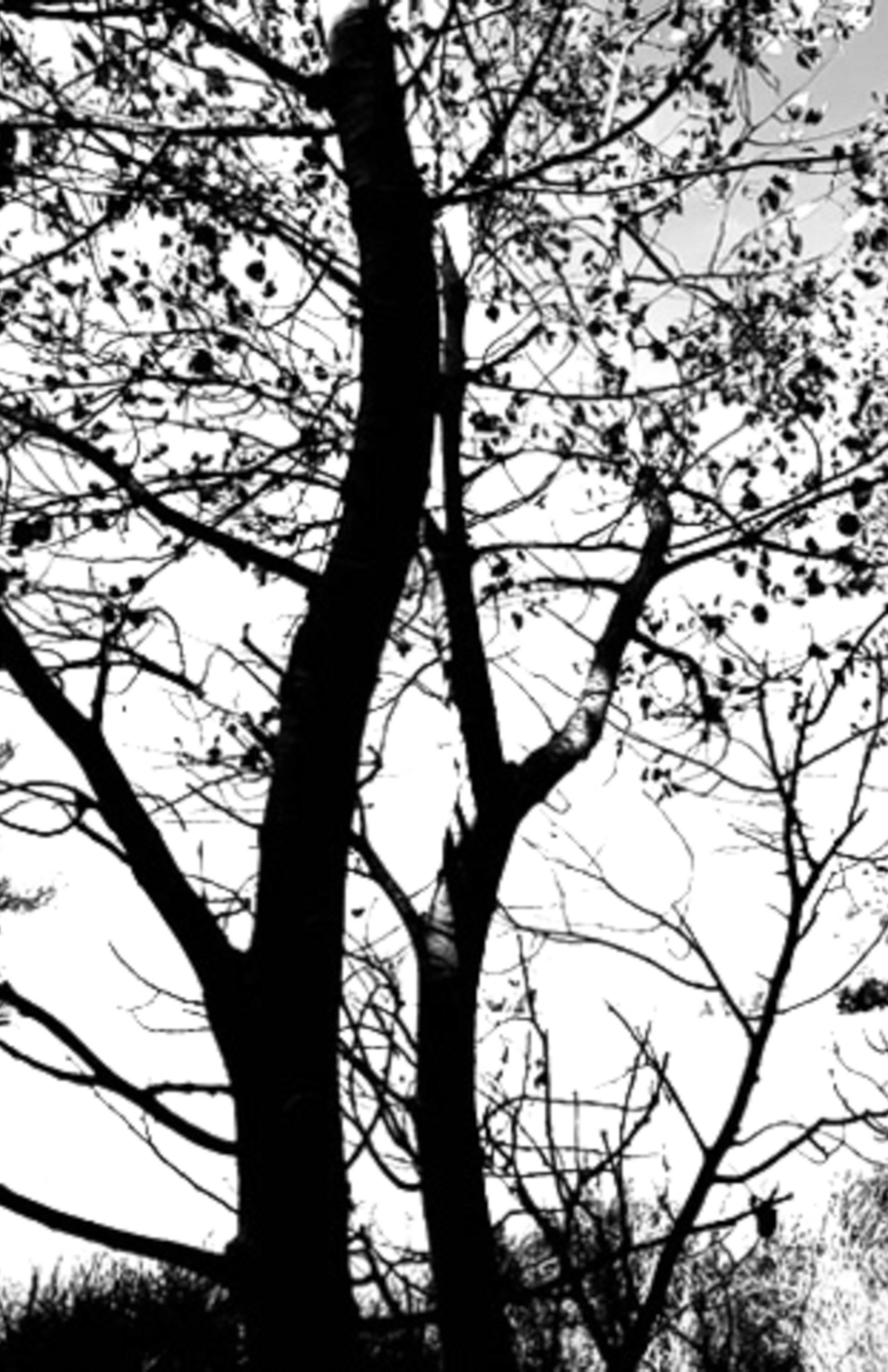 Shadows