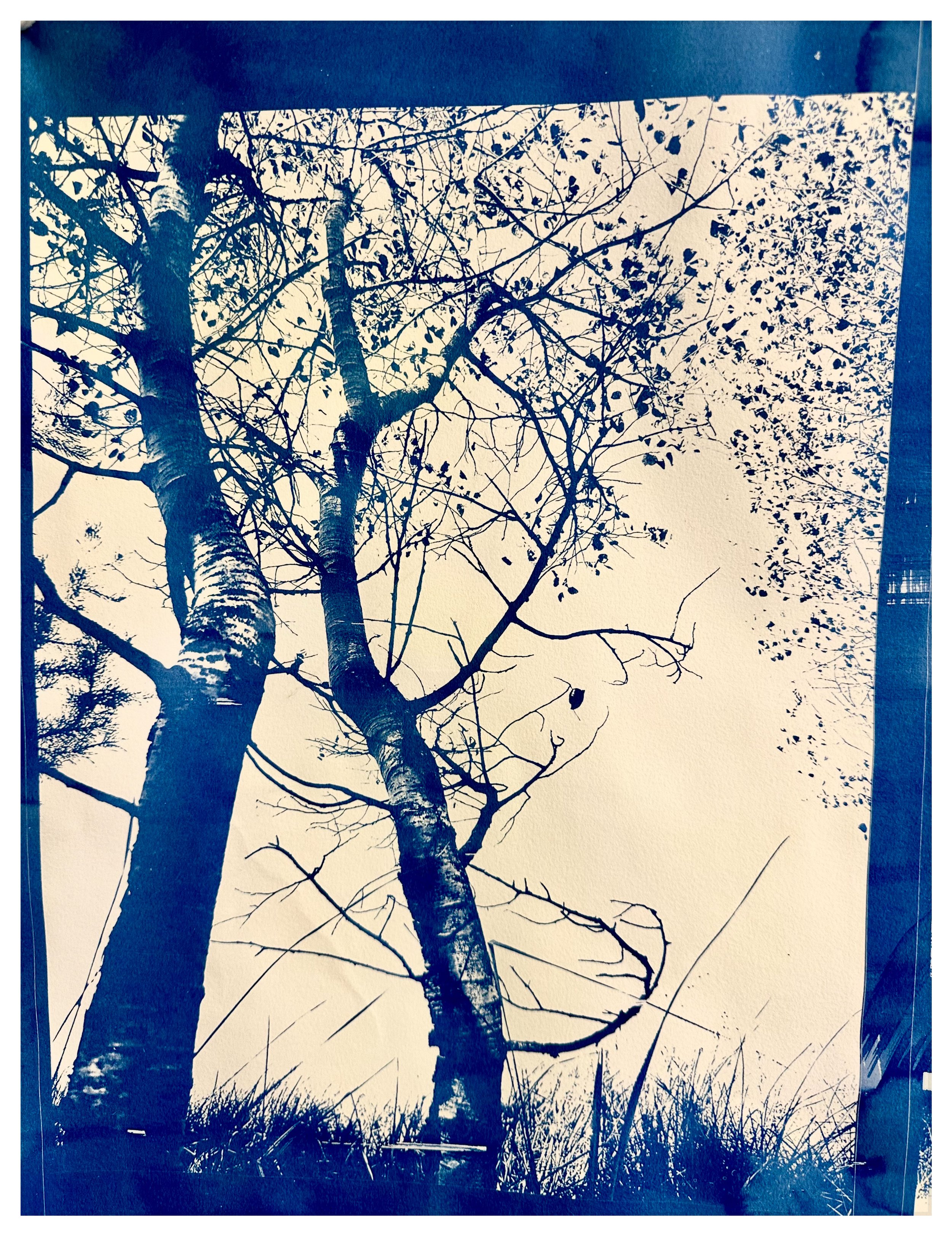 Cyanotype Print