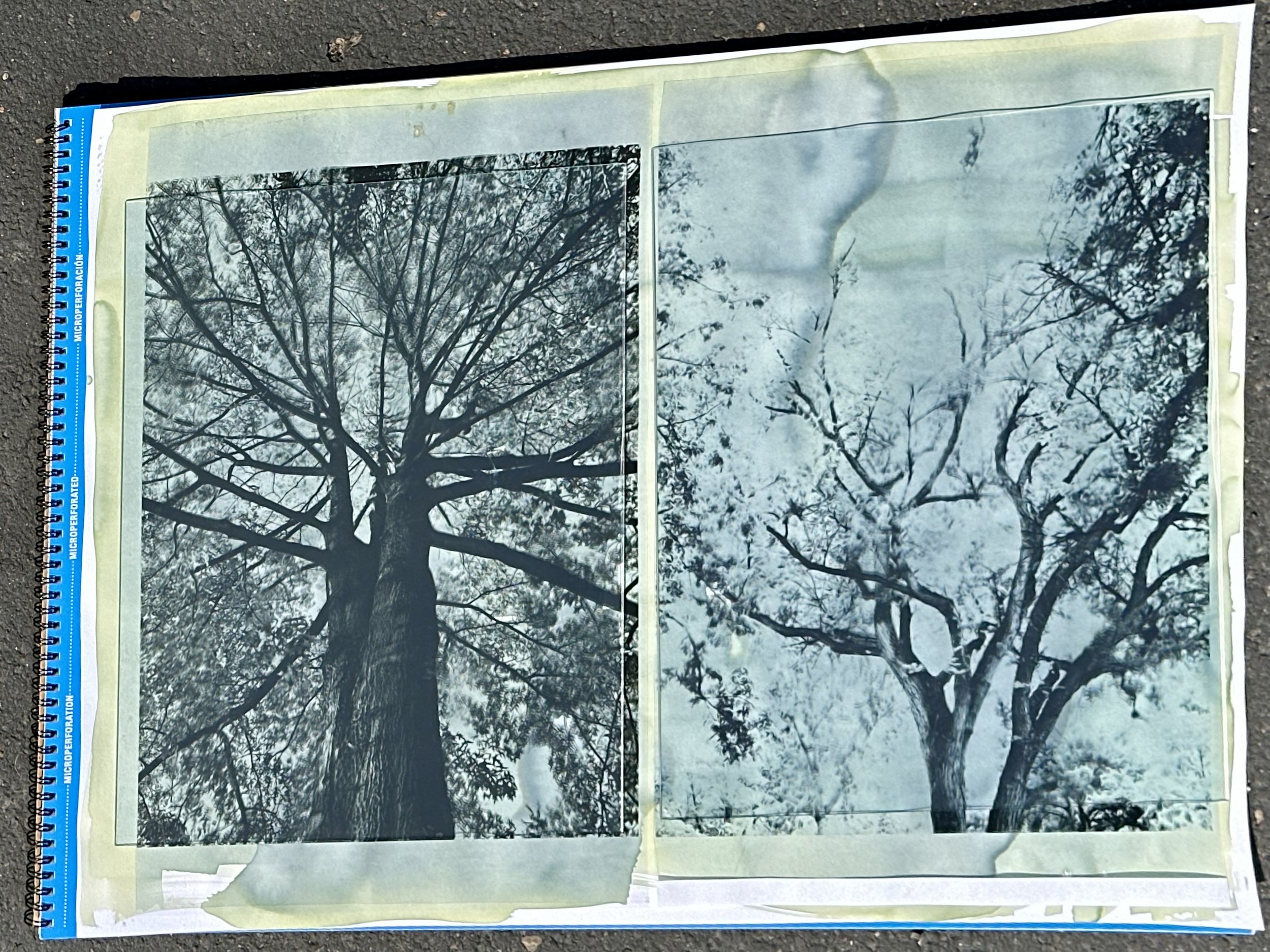 Exposing cyanotype prints