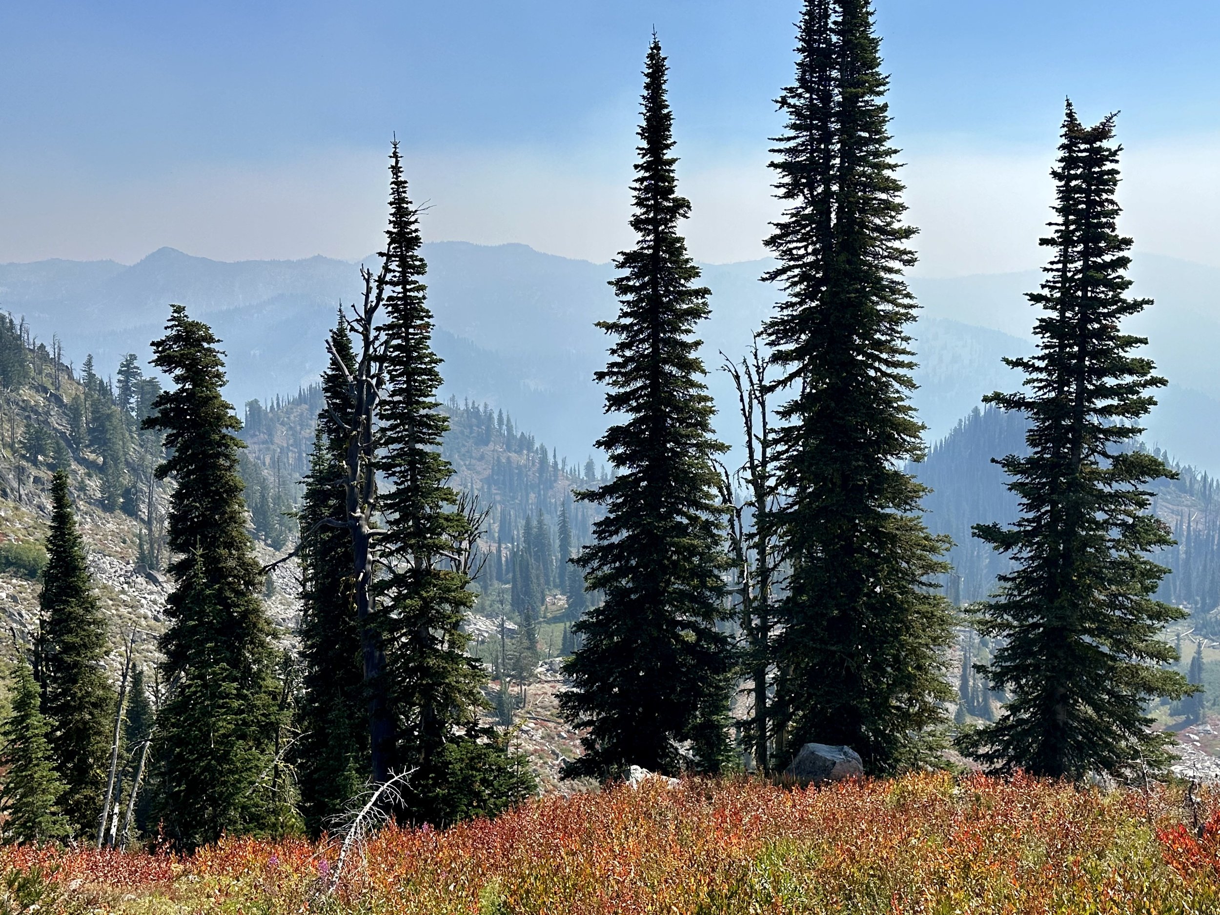 Scouting trees at 8,000'
