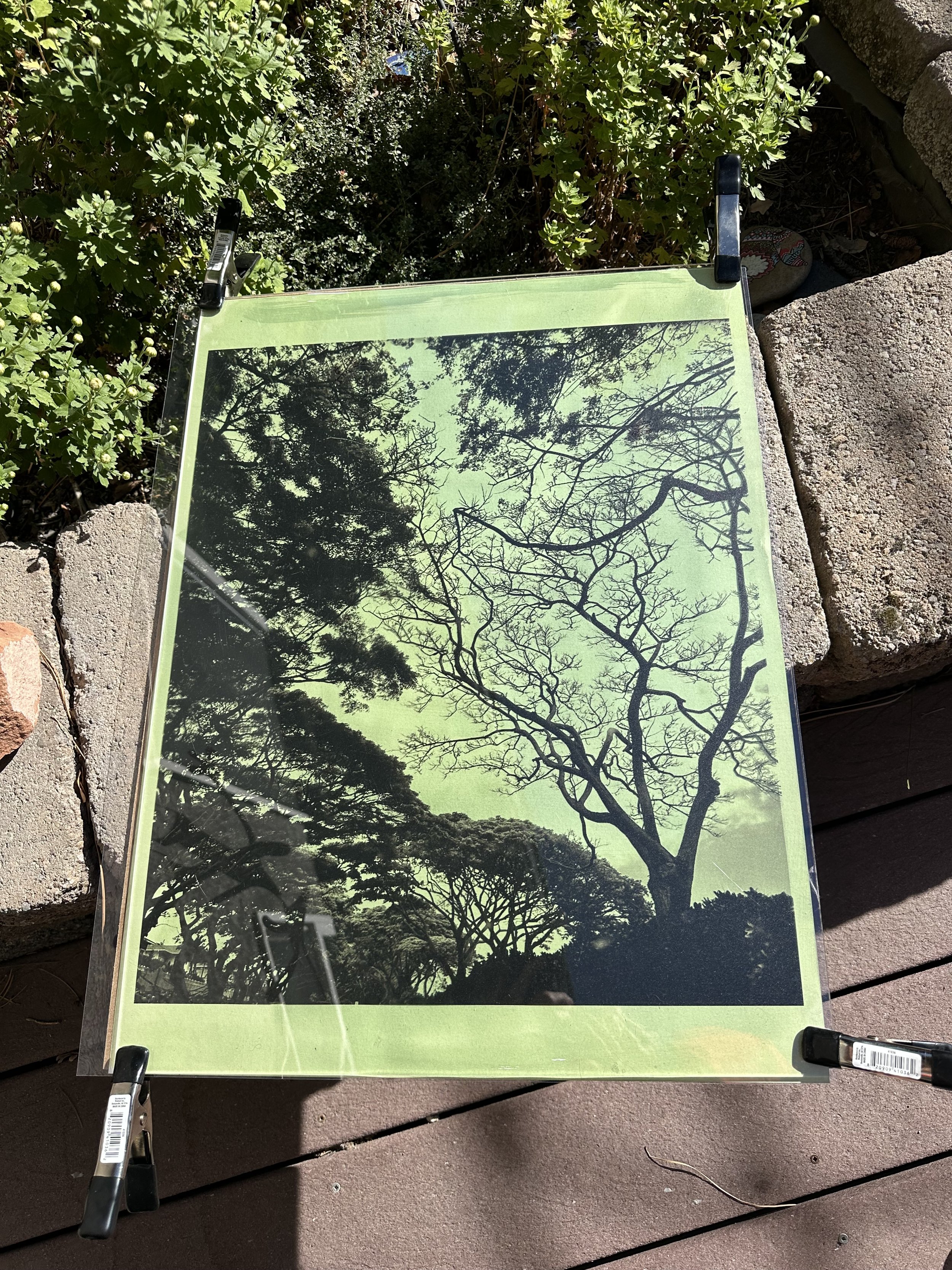 Cyanotype. 18x24 negative. 6 min exposure