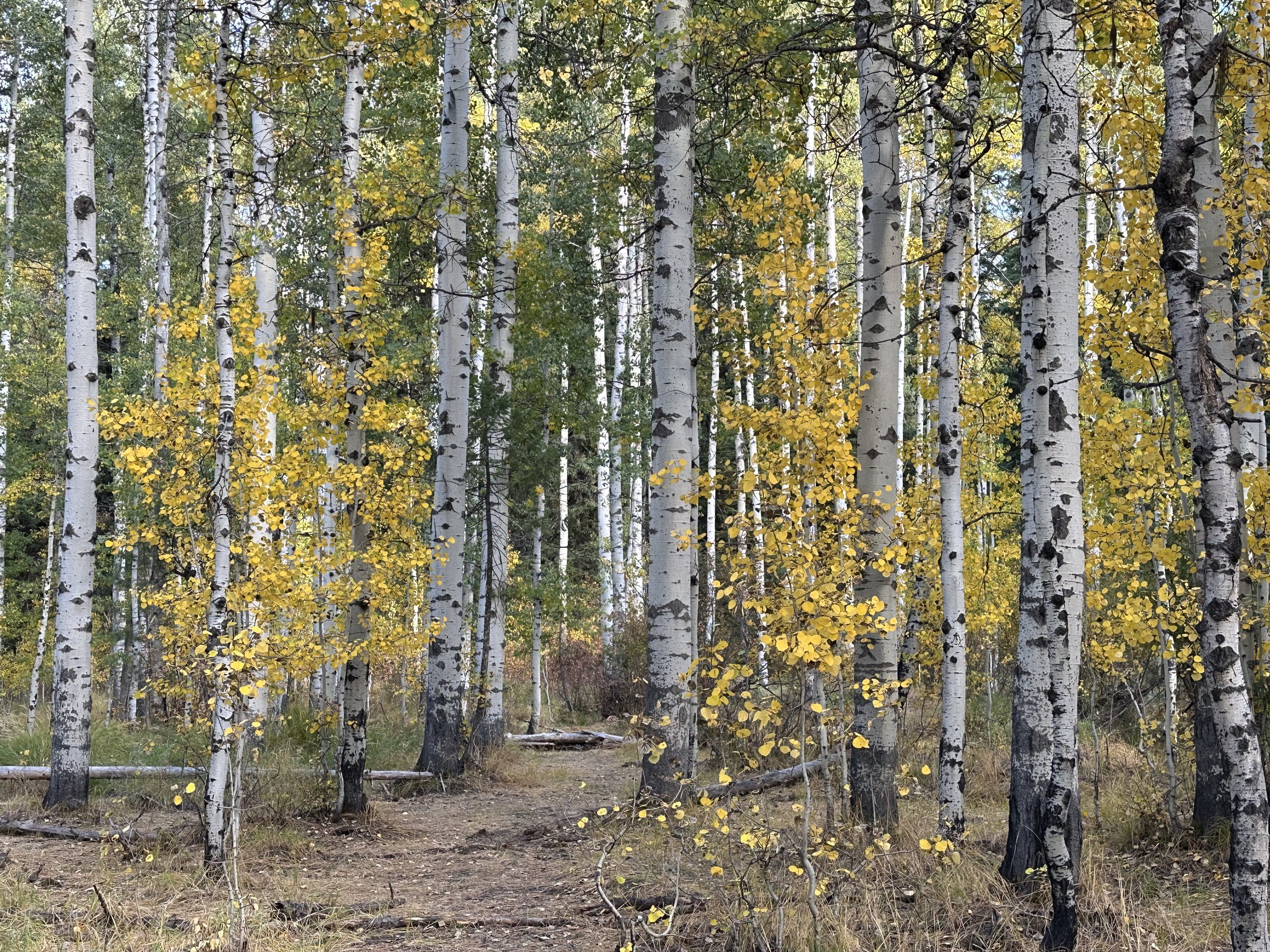 amongst the aspens