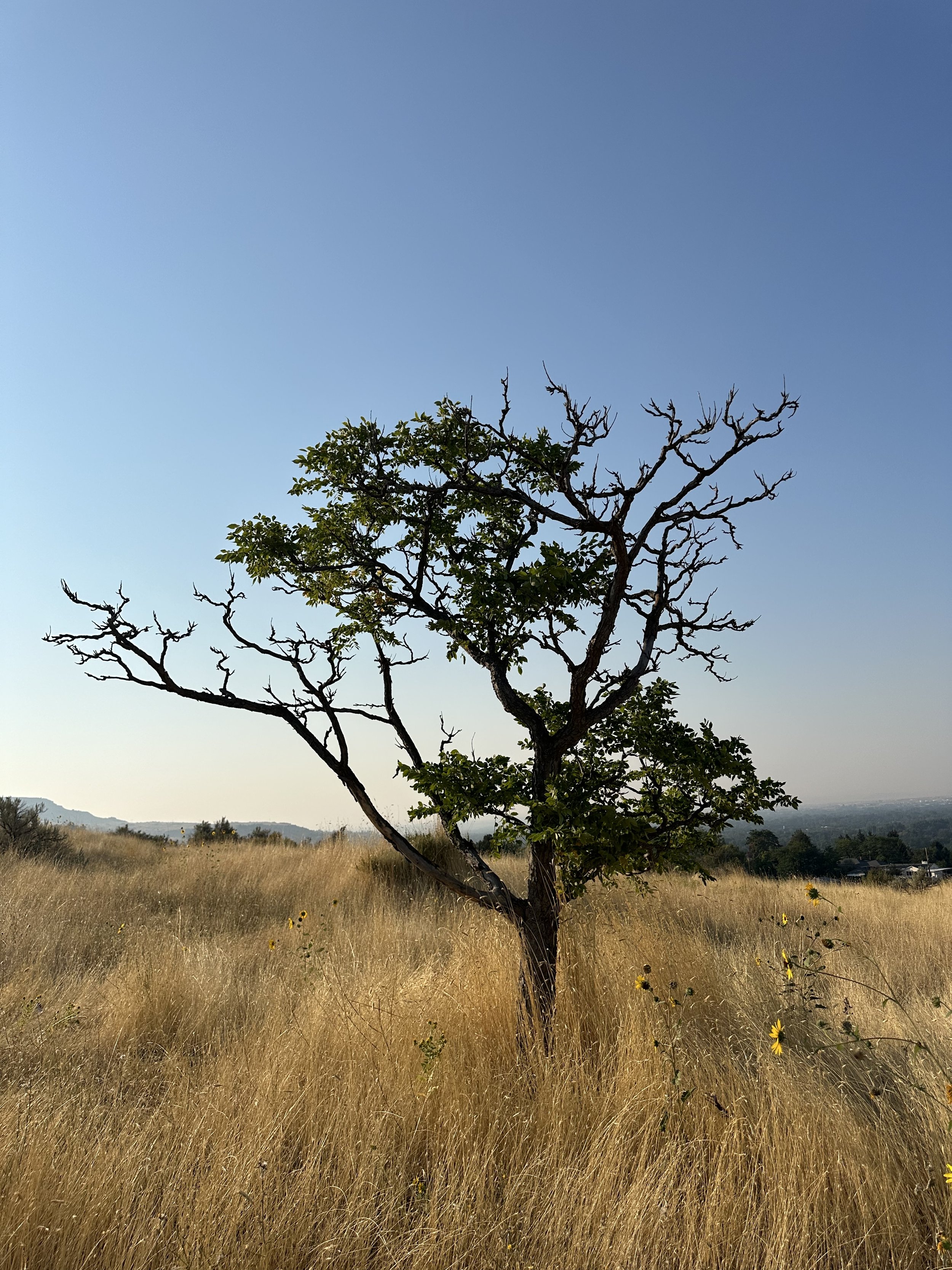 A solo tree just on the outskirts of Boise in the Military Reserve trail system. It generally goes unnoticed but has quite a lot of character.