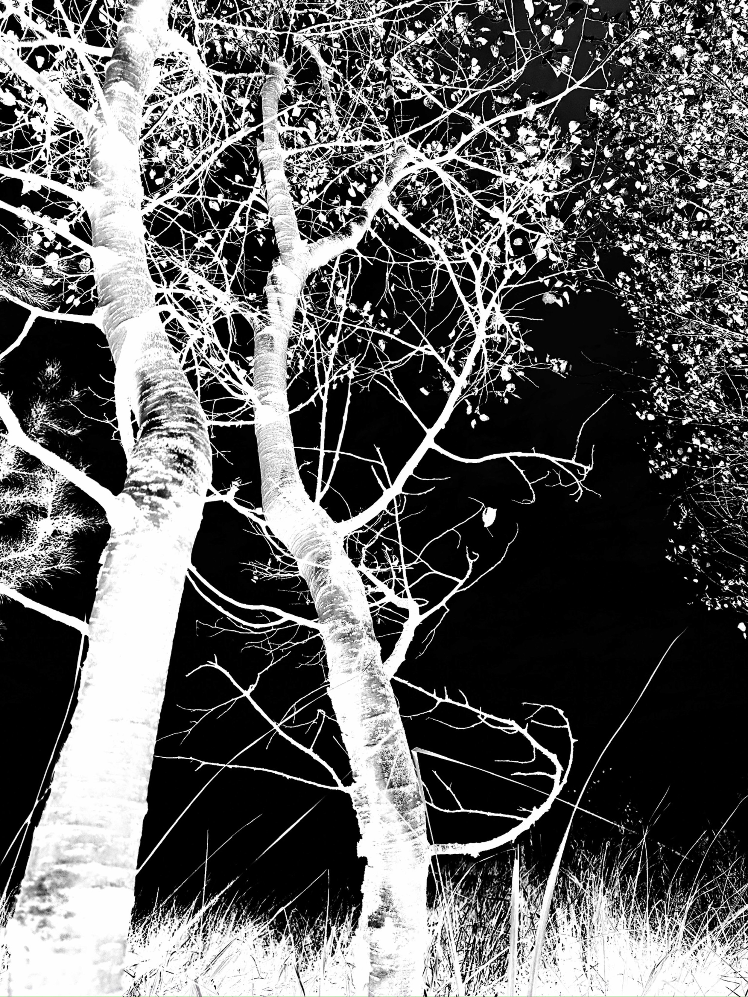 Digital negative created and ready to become a film negative