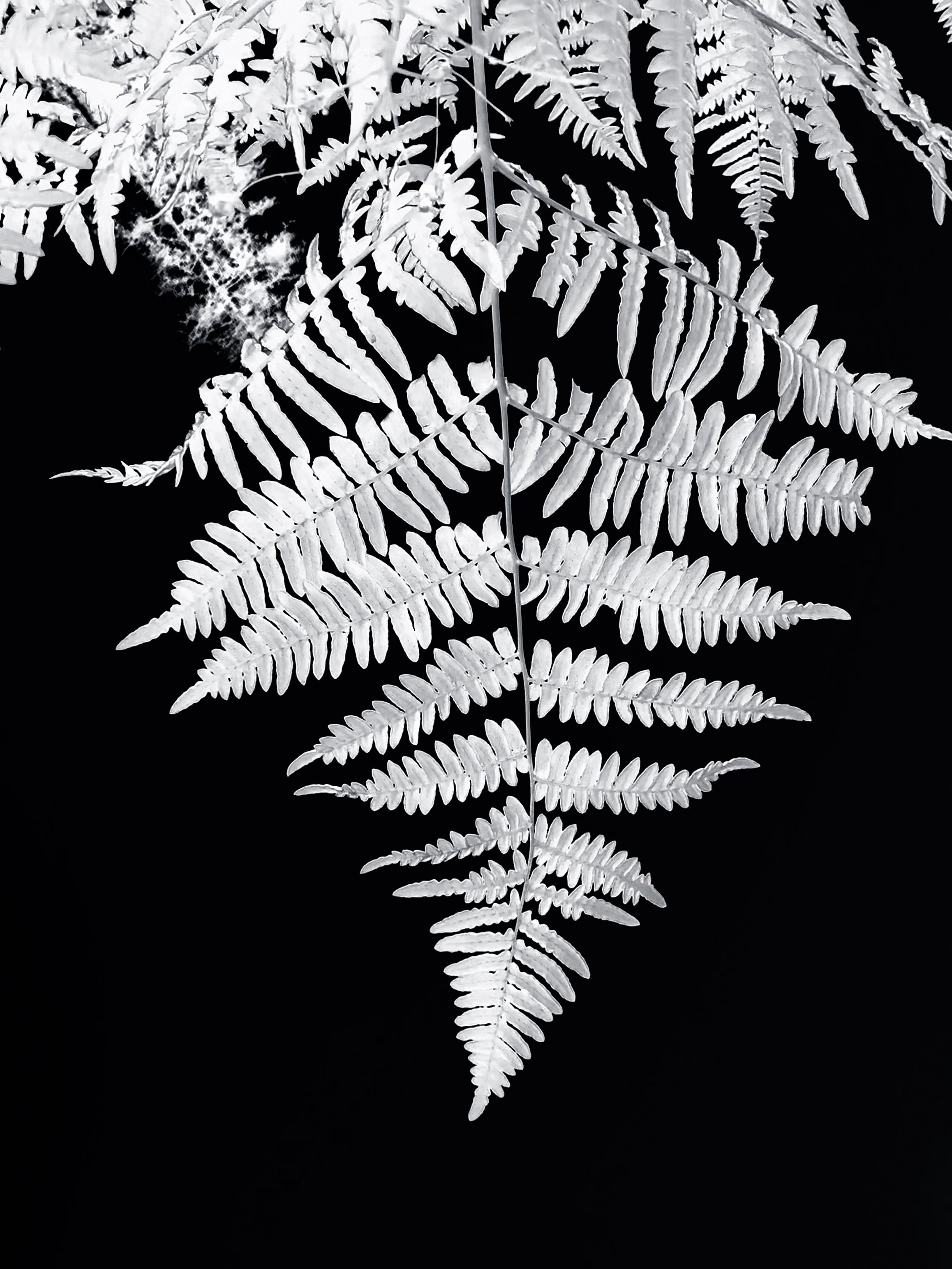 Digital negative of fern