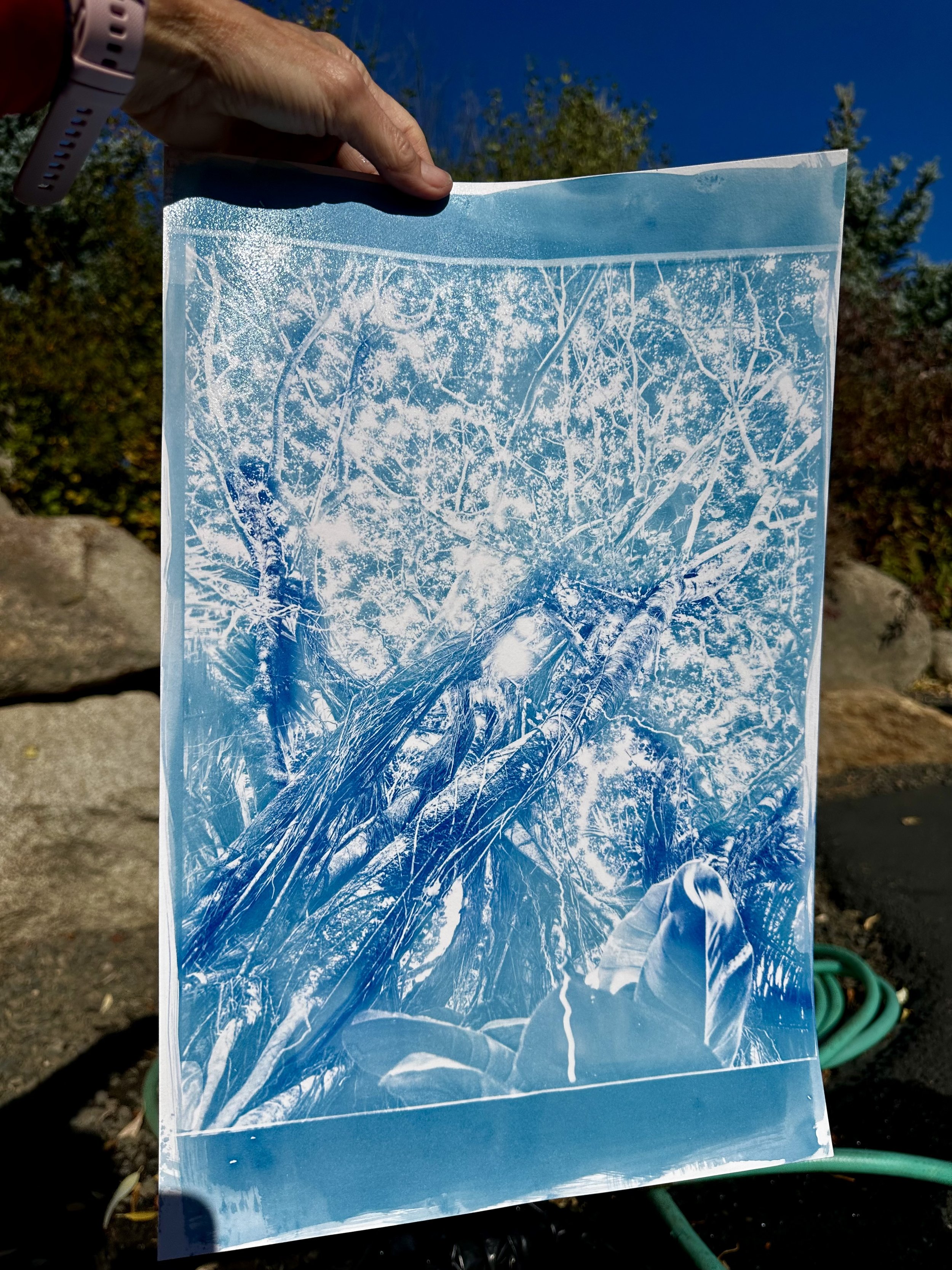 Developed and rinsed cyanotype