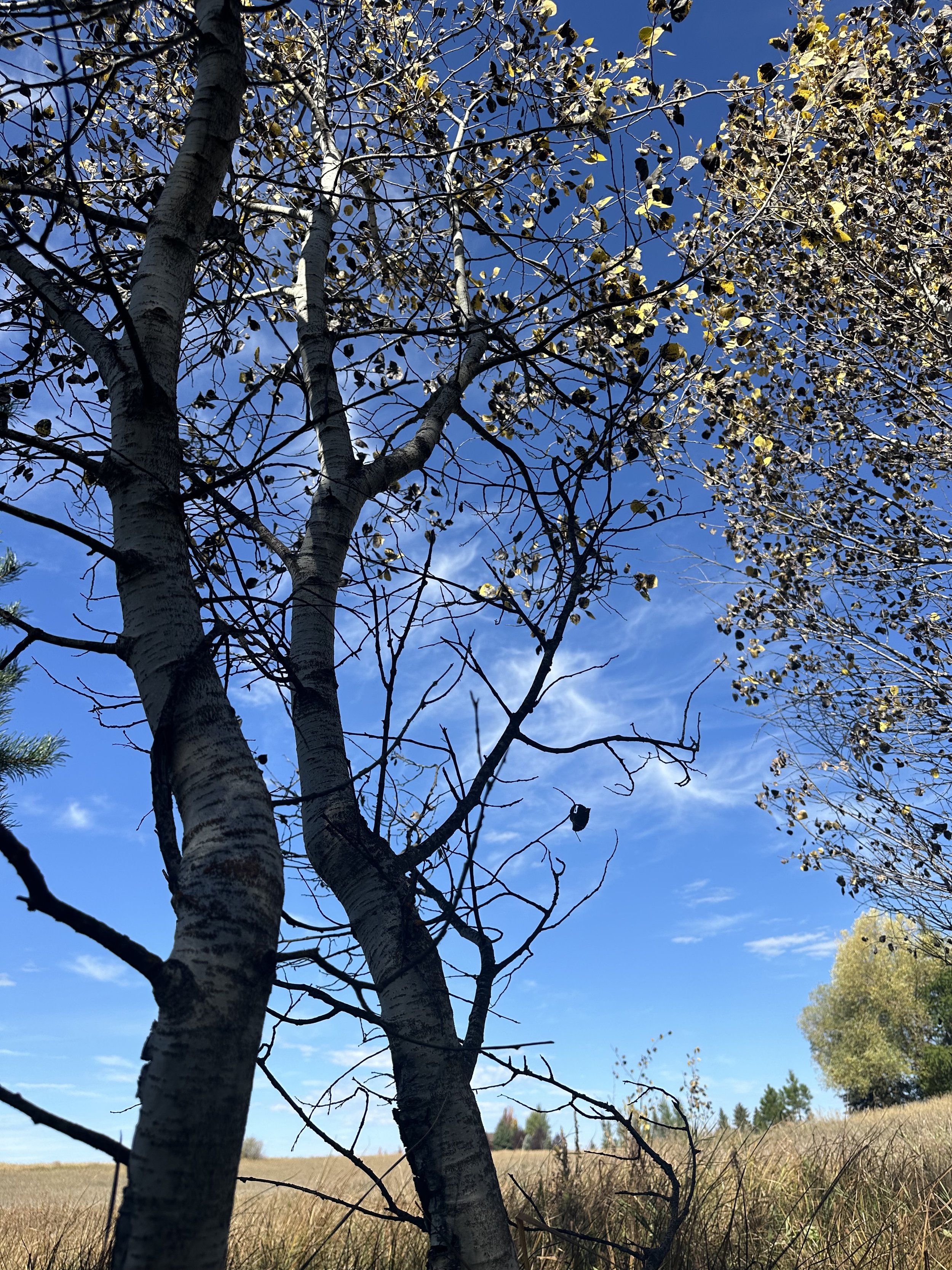 Backyard aspen inspiration