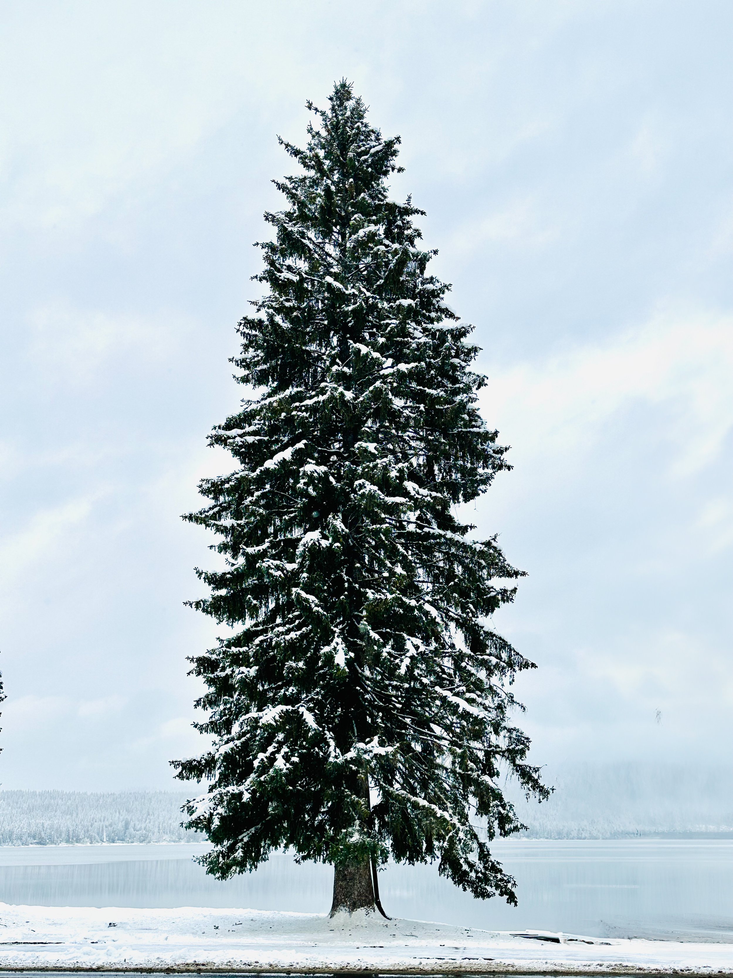 McCall Centerpiece