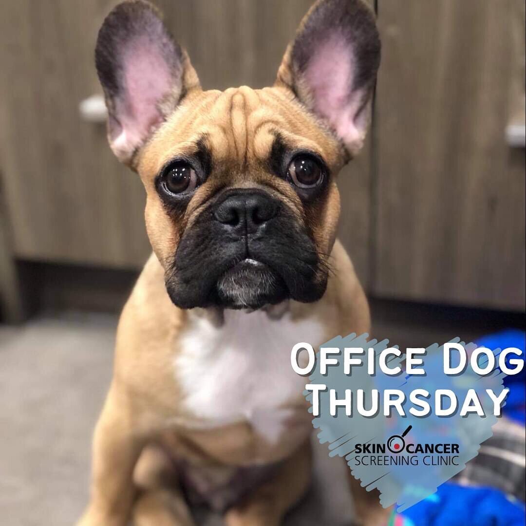 How adorable was Buddy today? Give us a rating from 1-10 in the comments! #officedog #rescuedog #dogsofinstagram  #hardworking #frenchiesofinstagram #frenchie