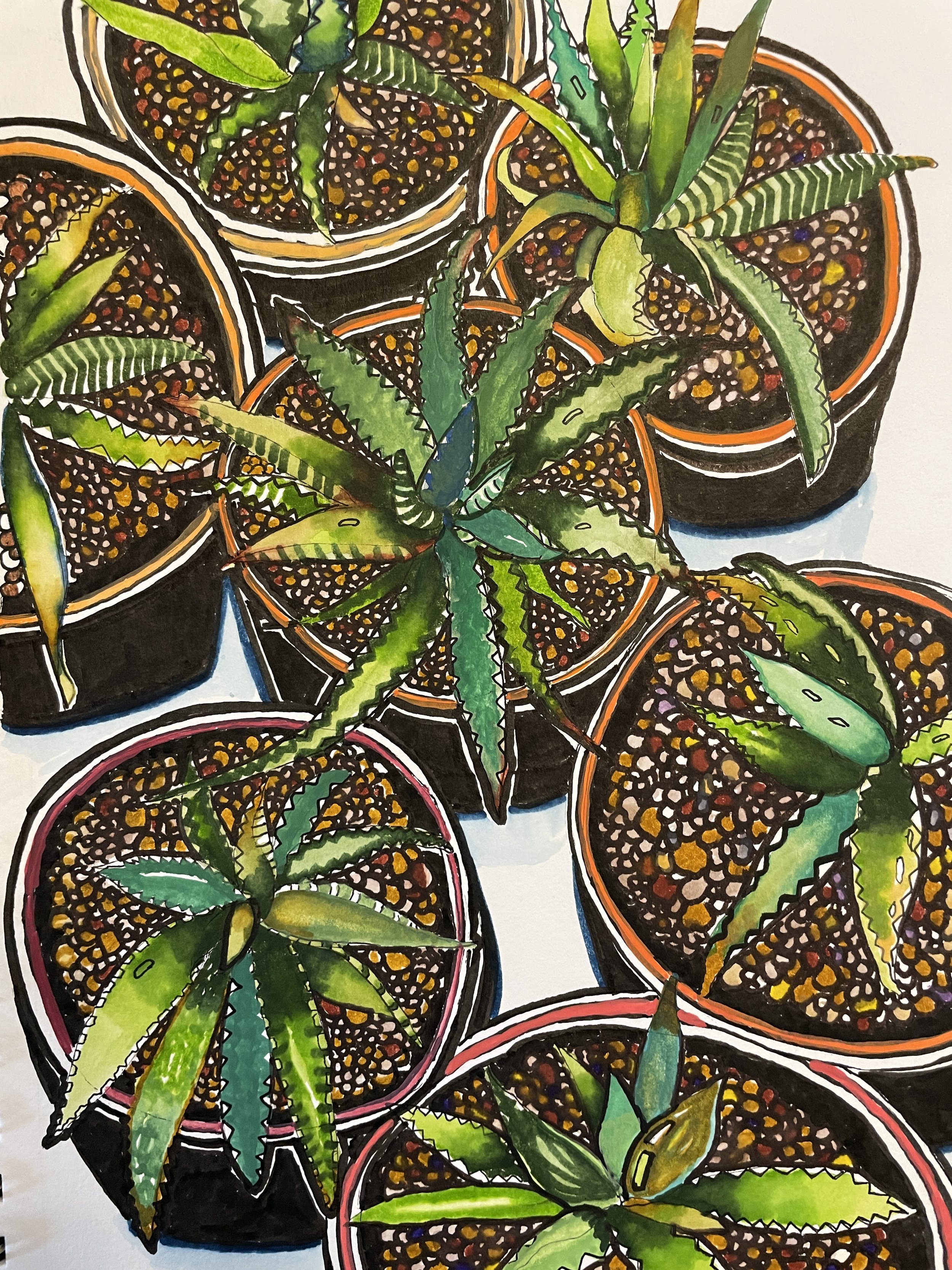 Looking Down at Aloe-(10"x7") watercolor and ink; July 2022; (Available for $200)