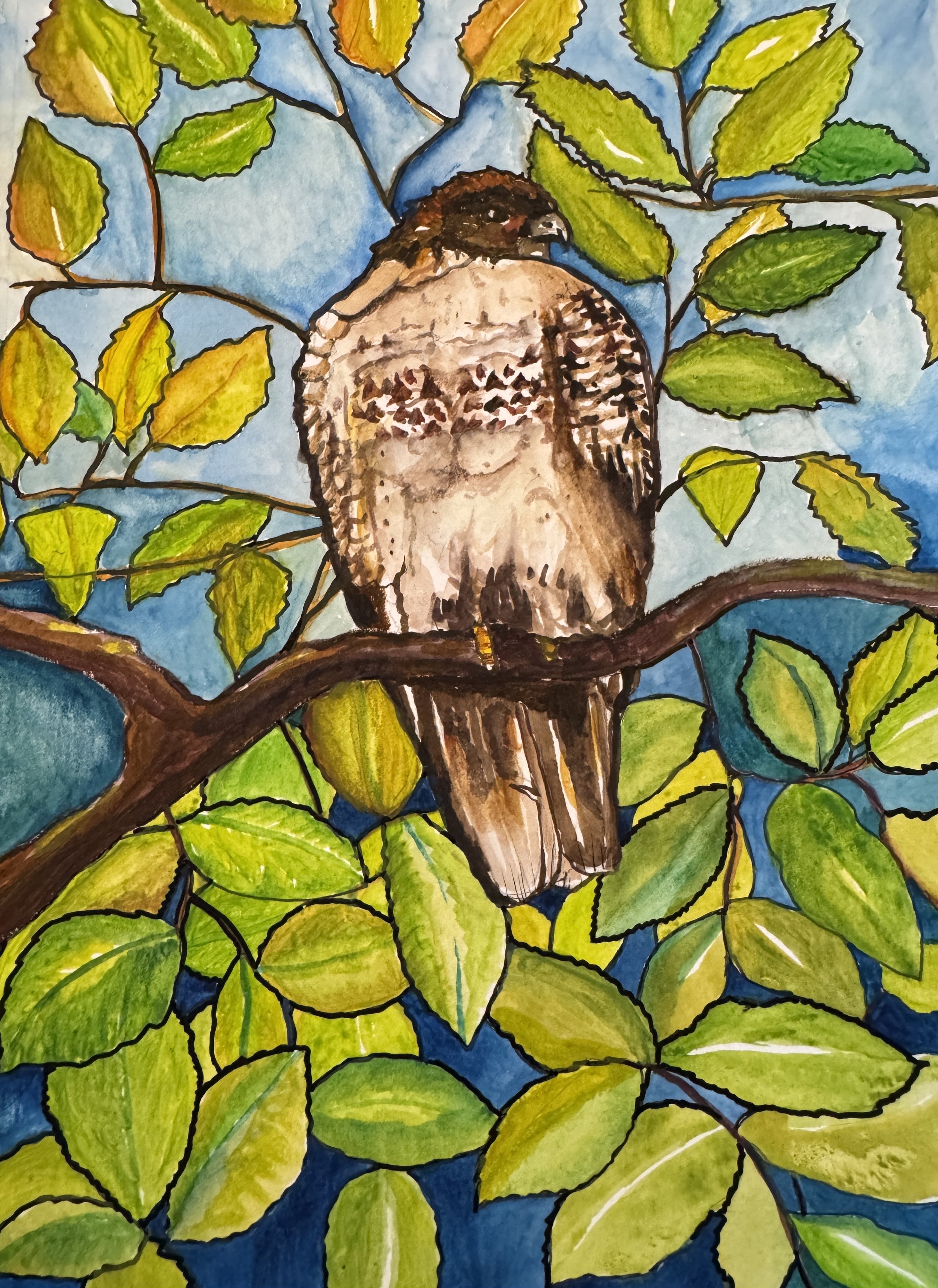 Juvenile Red Tail Hawk; (!0x7") watercolor and ink; October 2025 (Available)
