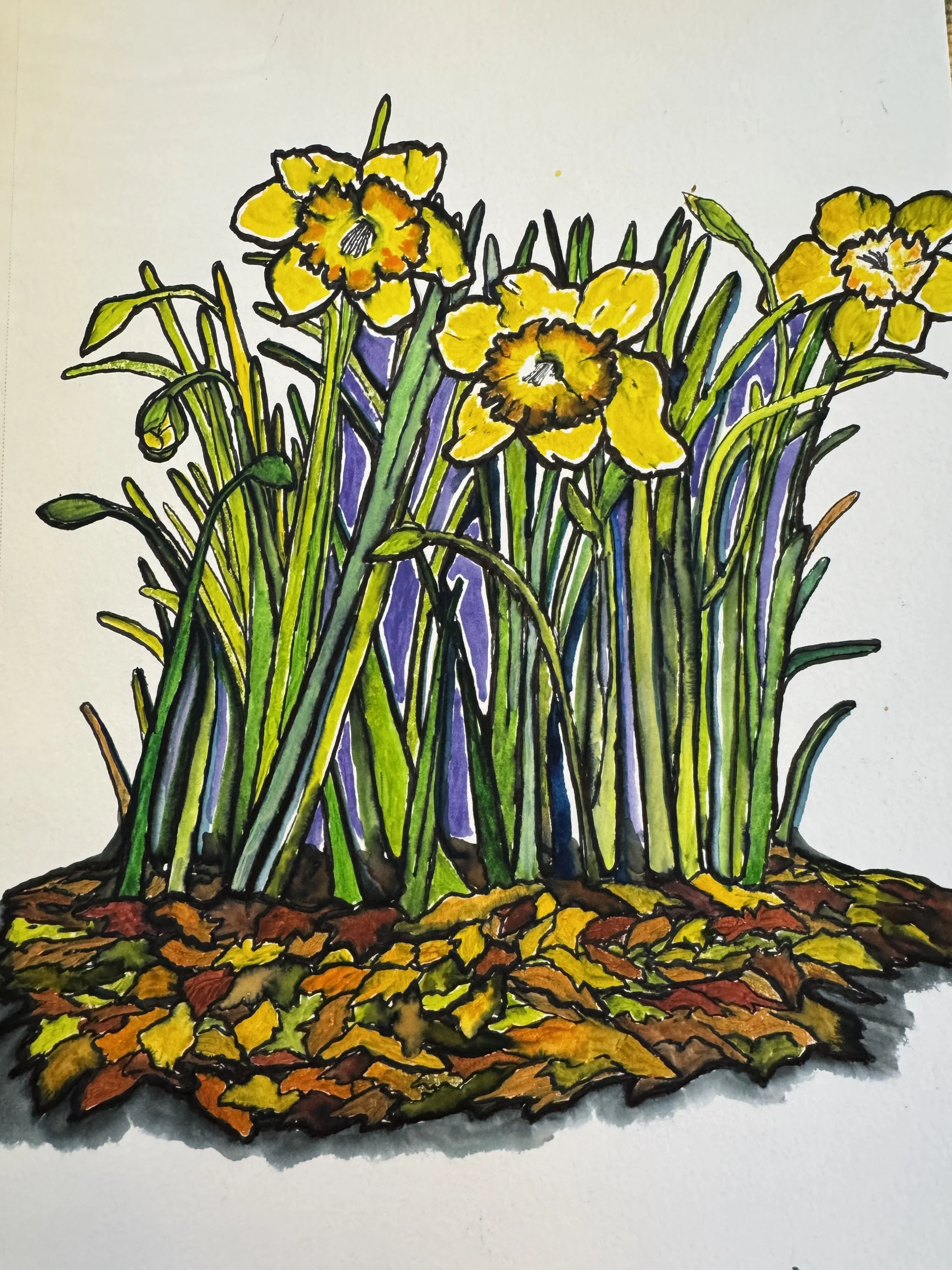 Daffodils Start Spring- watercolor and ink on paper; March 2026; Available 