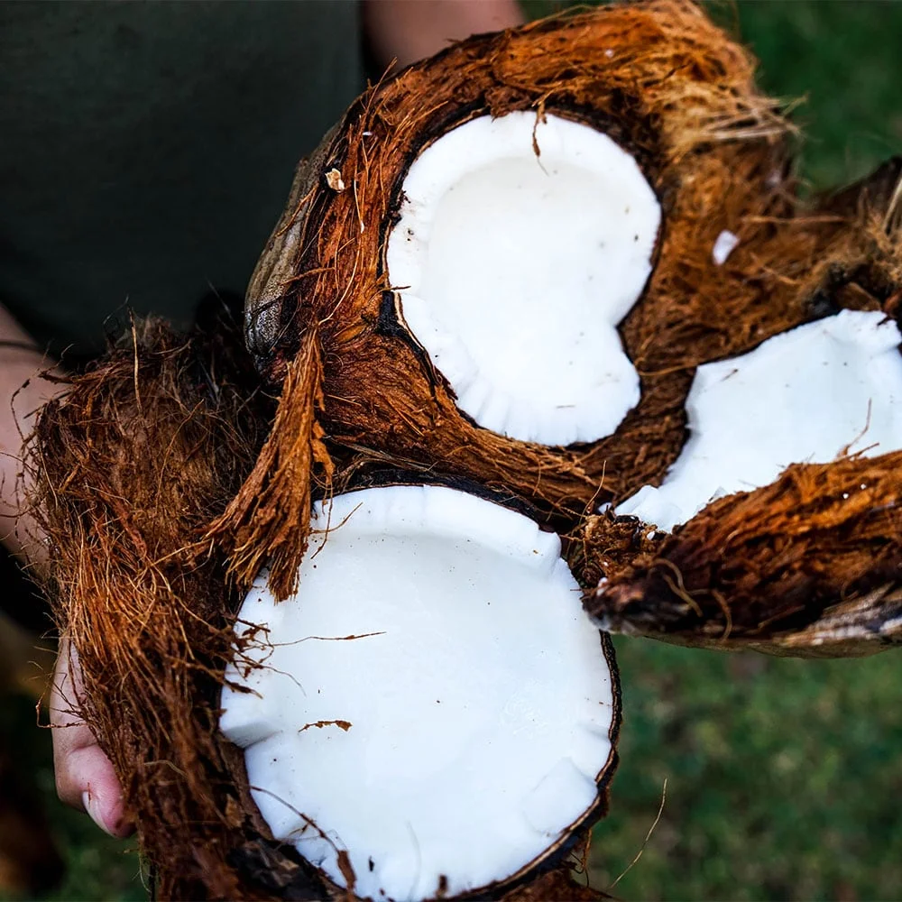 Coconut Oil