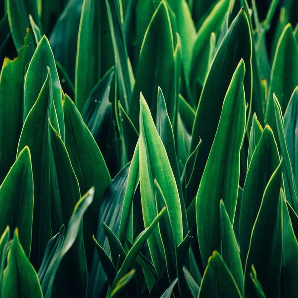 Plant-Based Wax