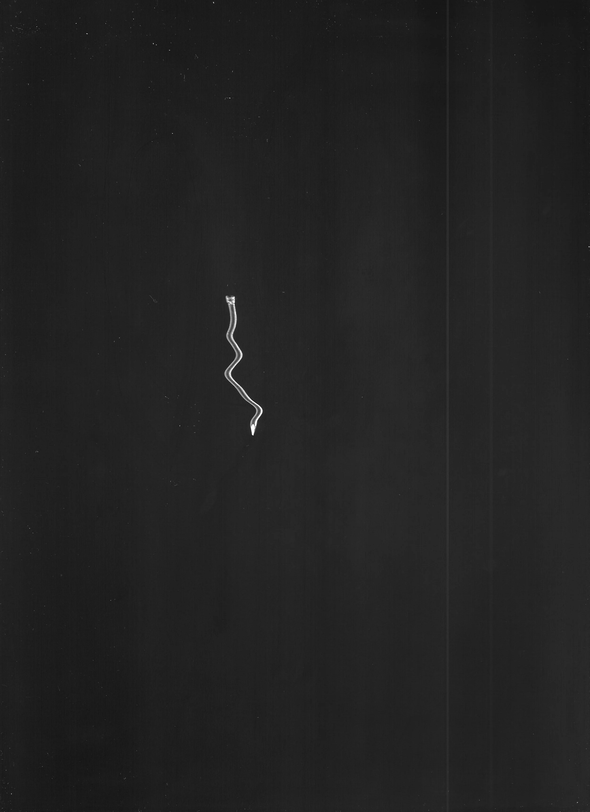  “chiodo morbido” (soft nail) 2019 inkjet scanner, nail 