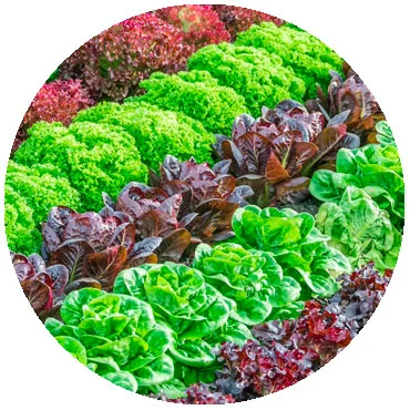 autogrow-4.jpg