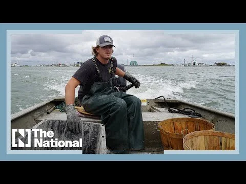 Can America's sinking Tangier Island be saved?