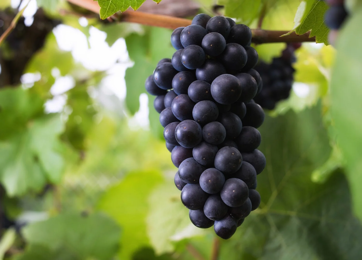 gali-pinot-noir.jpg