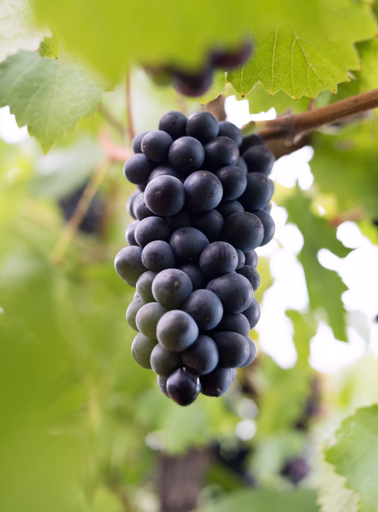 gali-vineyards-grapes6.jpg