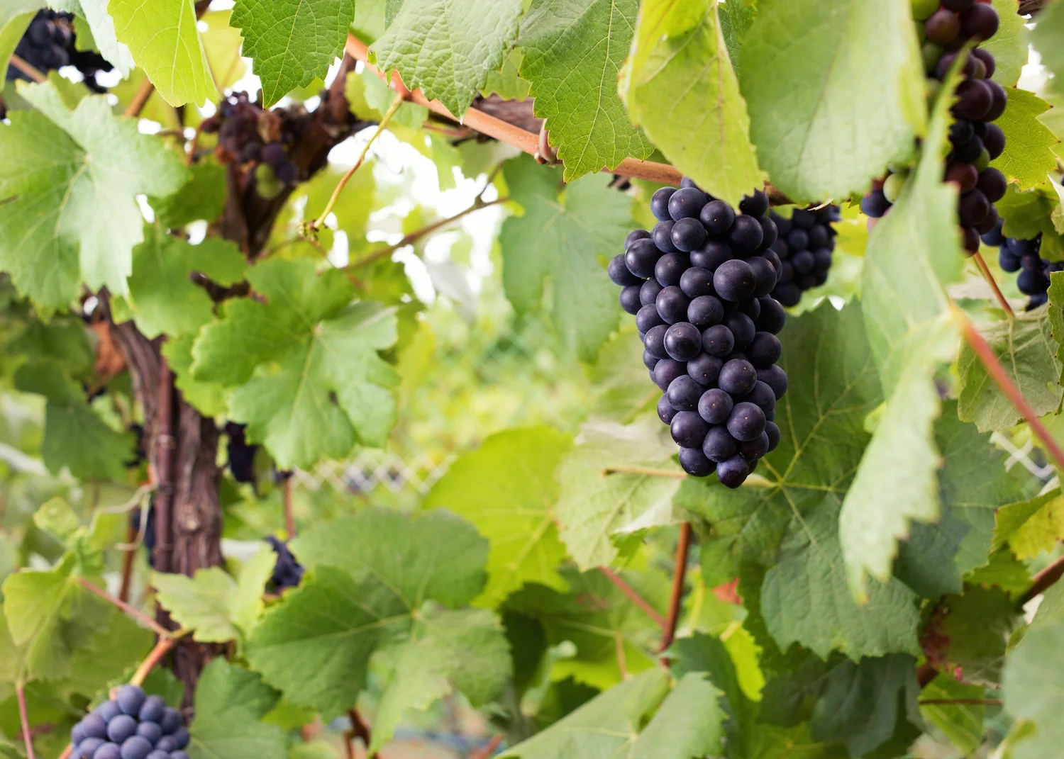 gali-vineyards-grapes4.jpg
