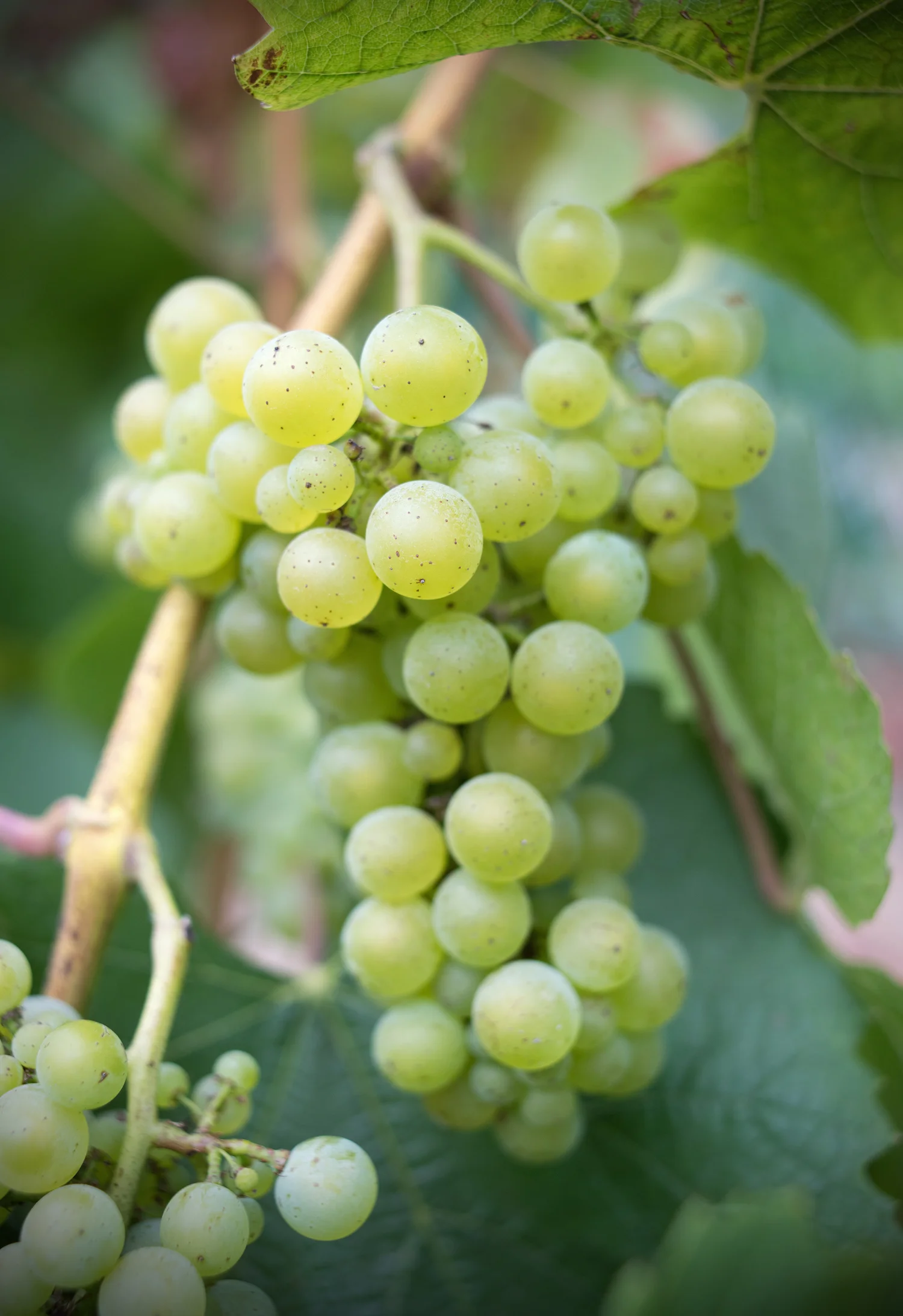 gali-vineyards-chardonnay5.jpg