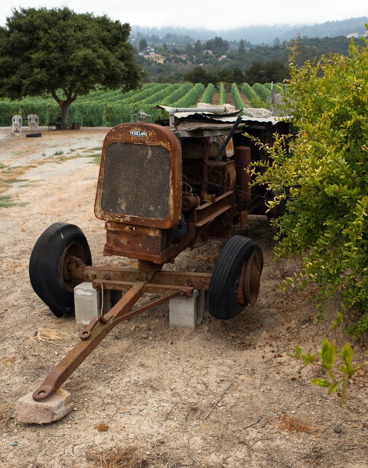 gali-vineyards-1.jpg