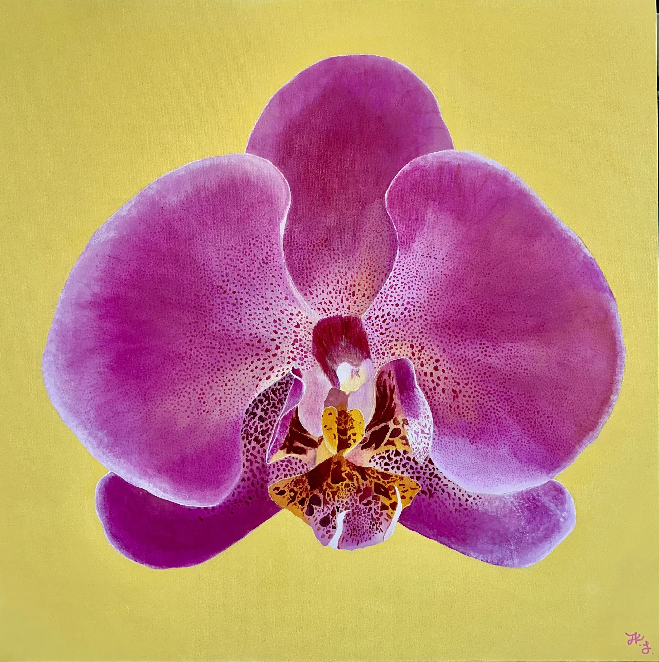 Pink Orchid