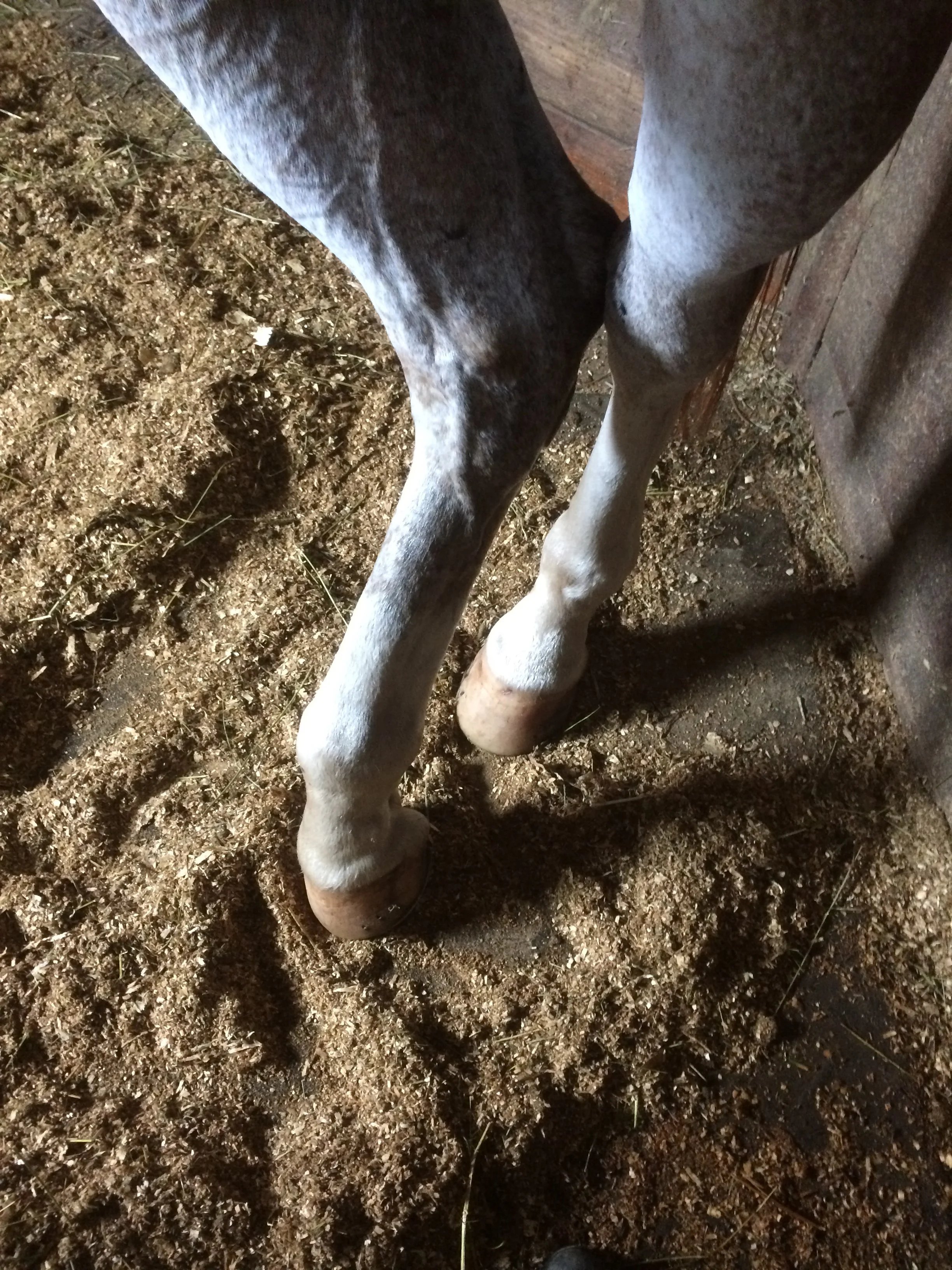 Hind end yoga