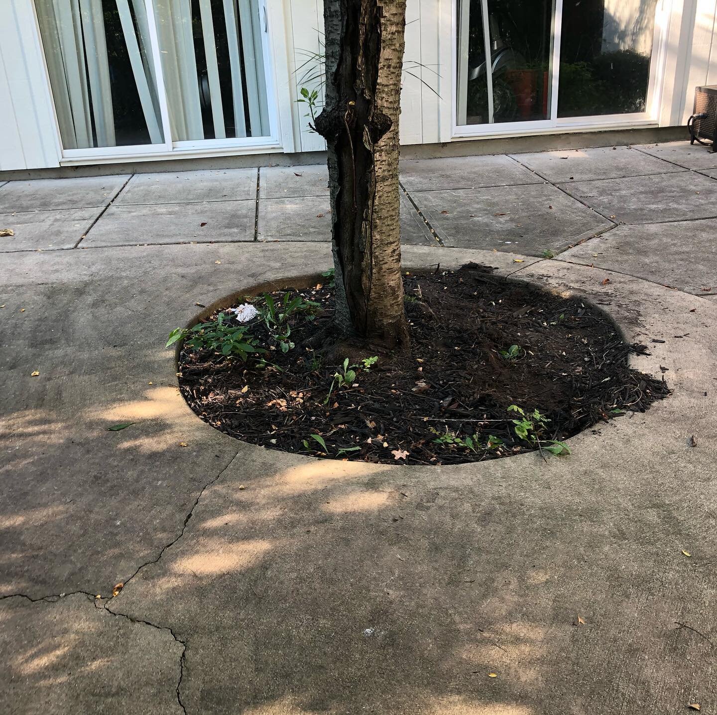 Before and after pictures of a landscaping job on the Northeast Side. Replaced all the plants and put down brown mulch