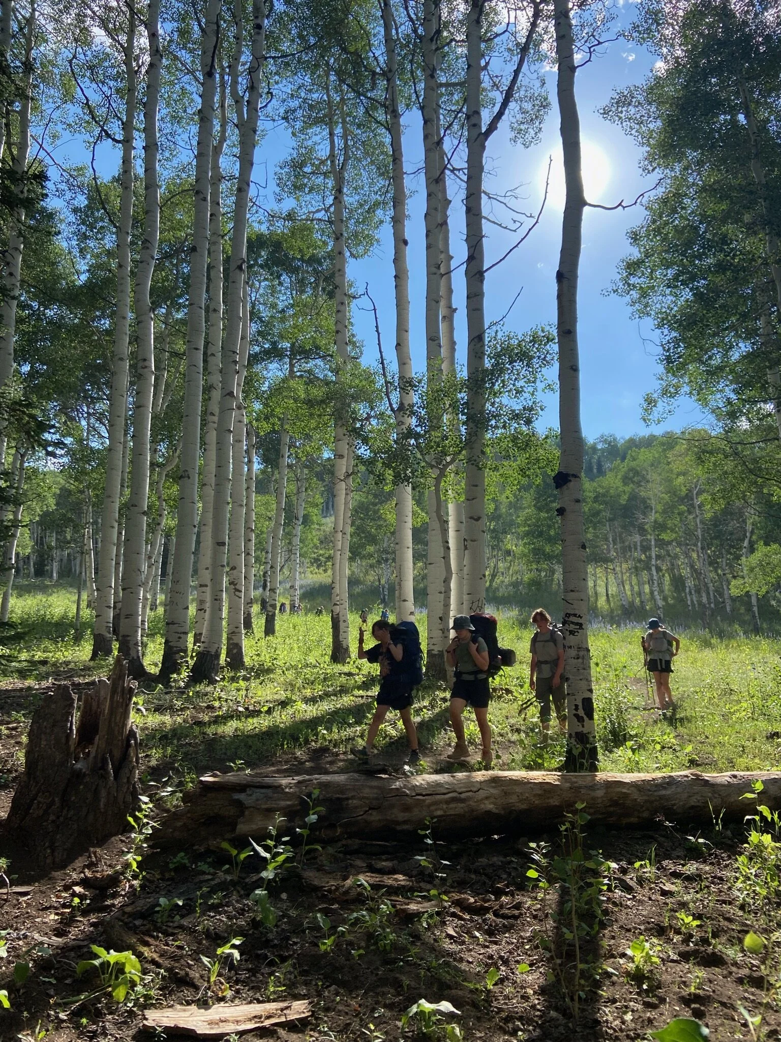 backpacking aspens.JPG