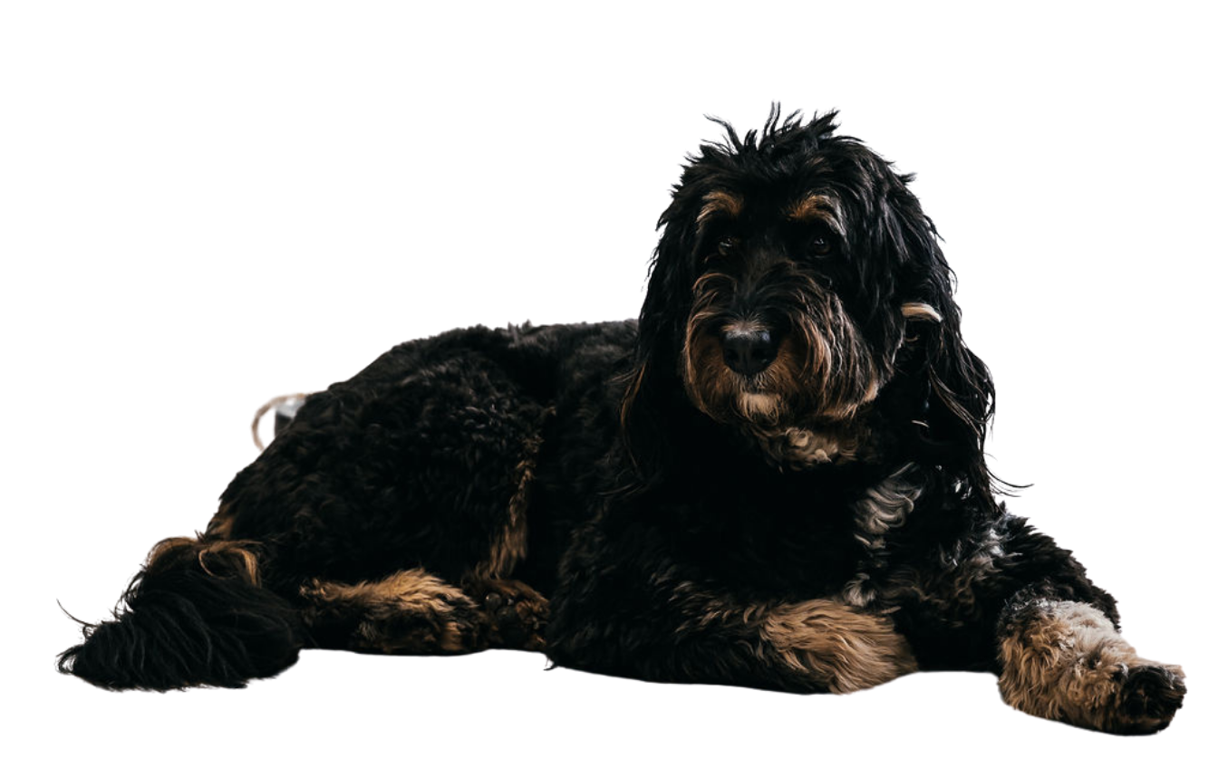 A black and brown dog with long, curly fur, lying down on a black background.