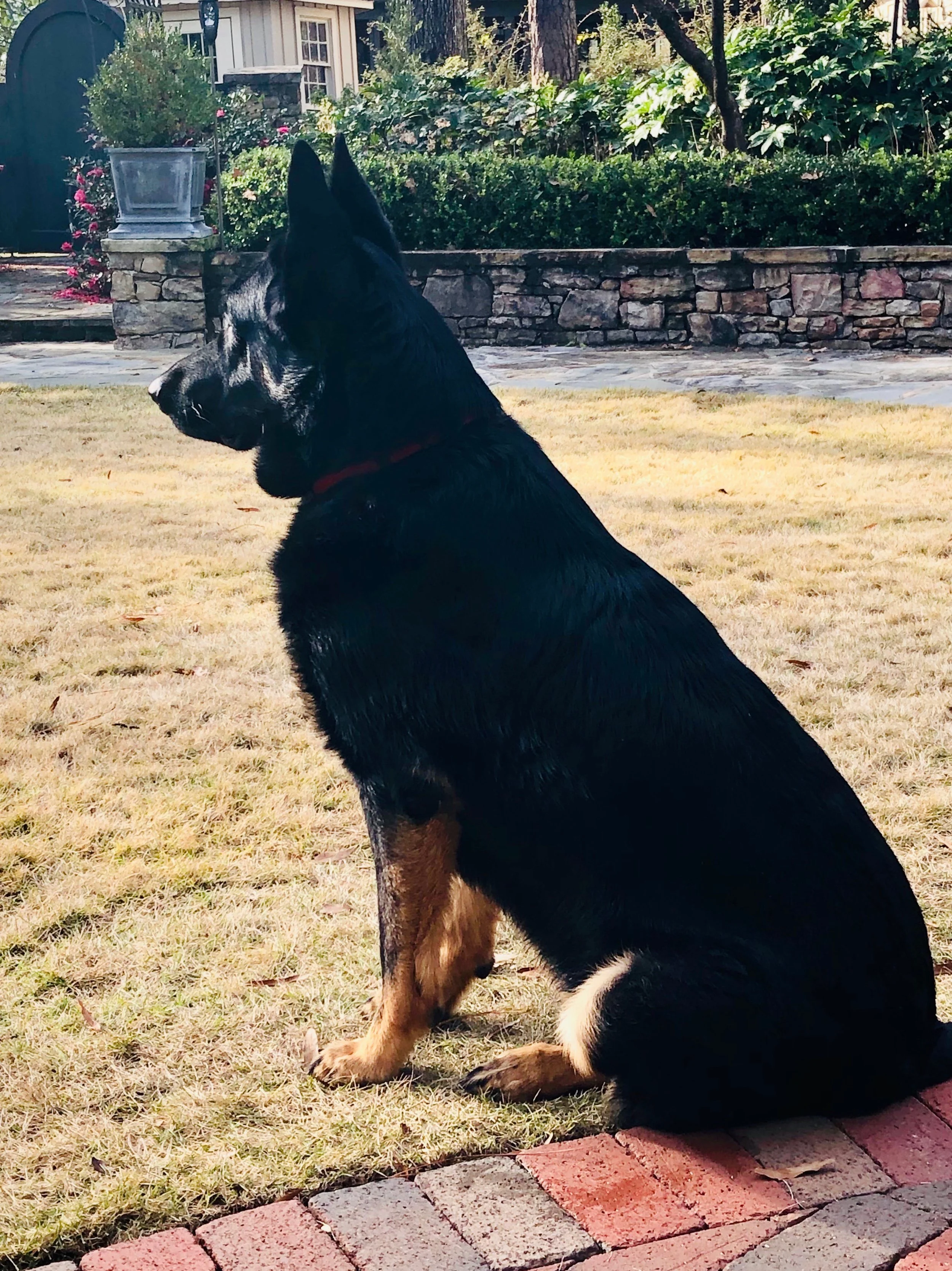 Big Dogs and Brick Walls